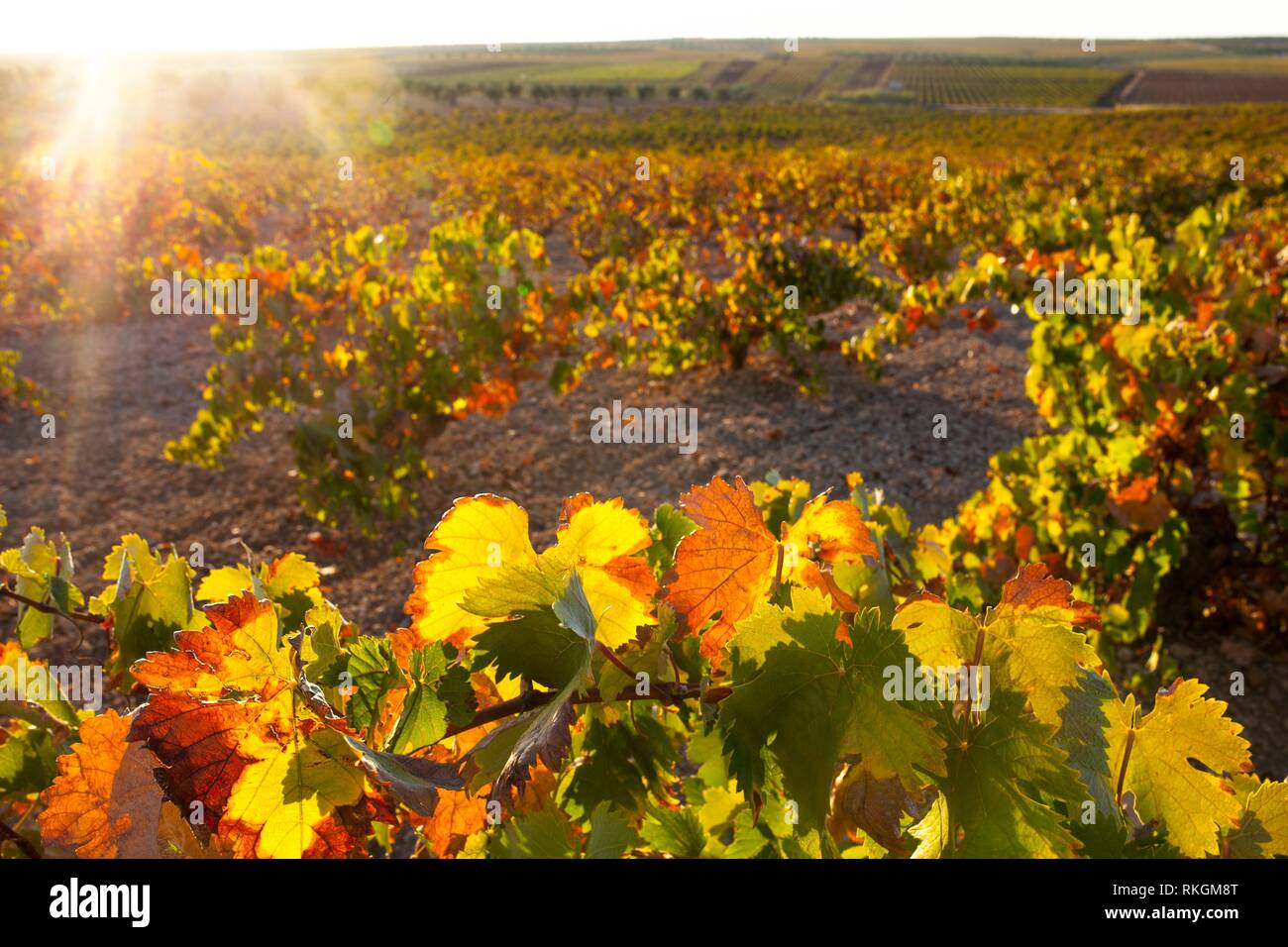 Plantation de vignes sous le coucher du soleil d'octobre à la lumière région viticole de Tierra de Barros, Estrémadure, Espagne. Banque D'Images