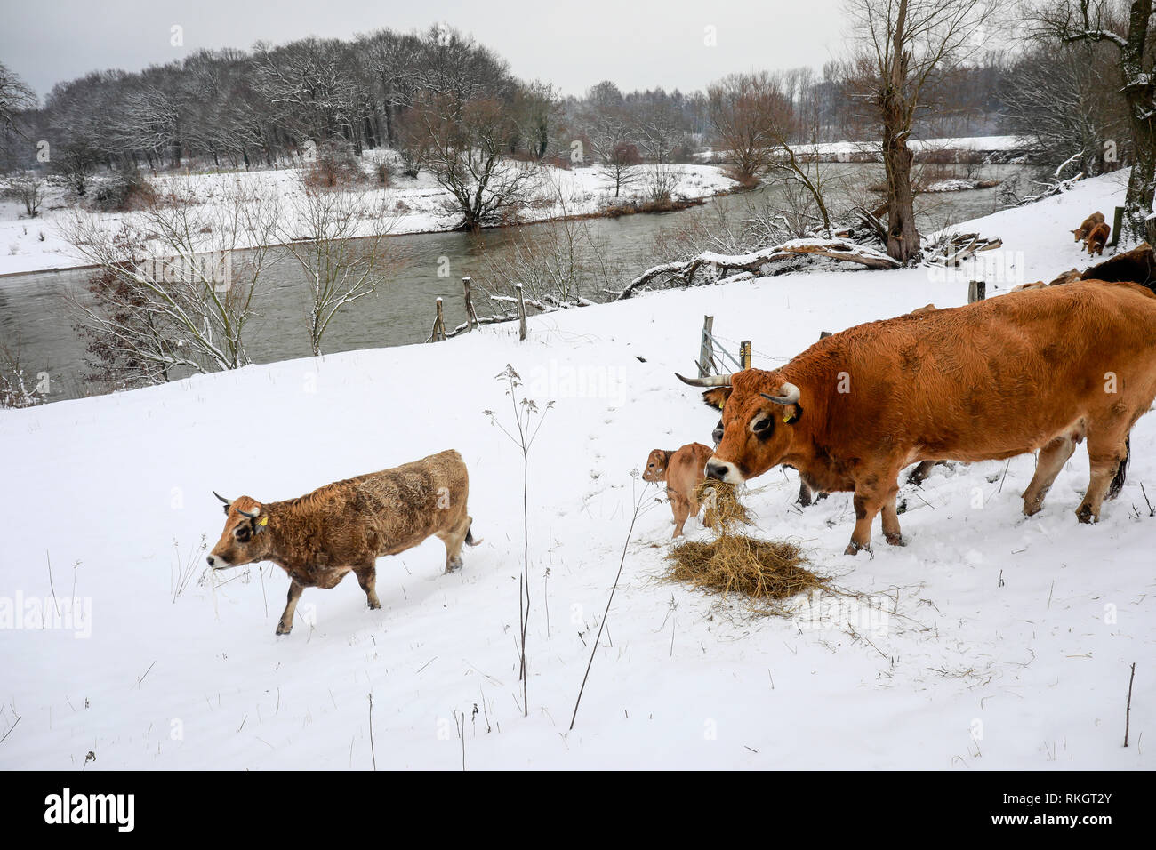 Datteln, Ruhr, Rhénanie du Nord-Westphalie, Allemagne - la Lippe en hiver avec de la glace et la neige, les bovins Aubracs primitive, ici, vivre toute l'année un Banque D'Images