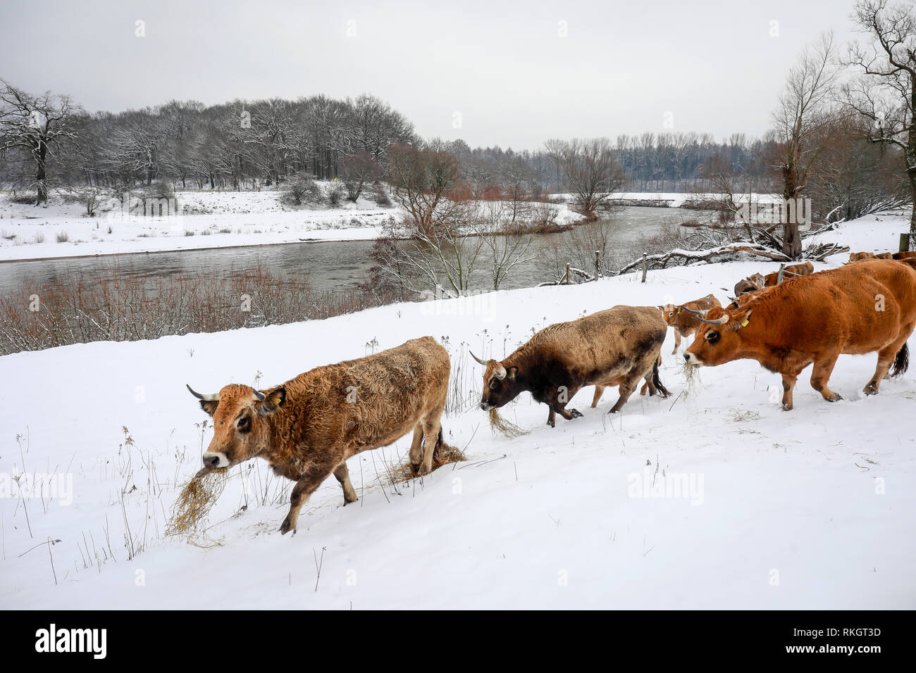 Datteln, Ruhr, Rhénanie du Nord-Westphalie, Allemagne - la Lippe en hiver avec de la glace et la neige, les bovins Aubracs primitive, ici, vivre toute l'année un Banque D'Images
