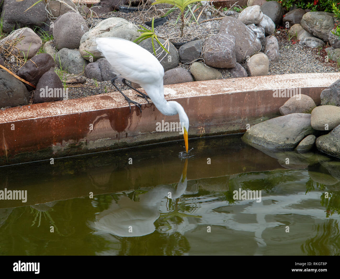 Aigrette à pond d'alimentation Banque D'Images