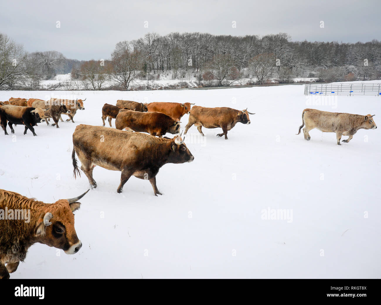 Datteln, Ruhr, Rhénanie du Nord-Westphalie, Allemagne - la Lippe en hiver avec de la glace et la neige, les bovins Aubracs primitive, ici, vivre toute l'année un Banque D'Images