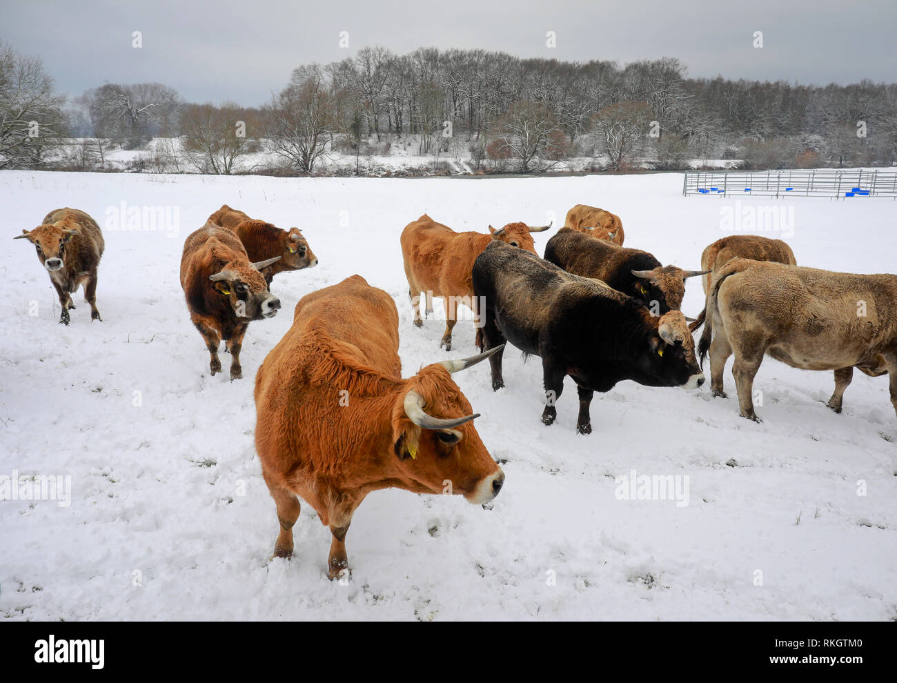 Datteln, Ruhr, Rhénanie du Nord-Westphalie, Allemagne - la Lippe en hiver avec de la glace et la neige, les bovins Aubracs primitive, ici, vivre toute l'année un Banque D'Images
