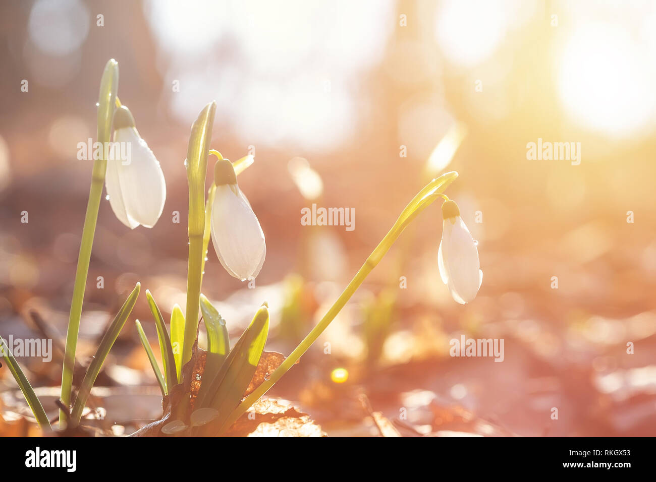 Perce-neige blanc éclairé par le soleil sur la forêt Banque D'Images