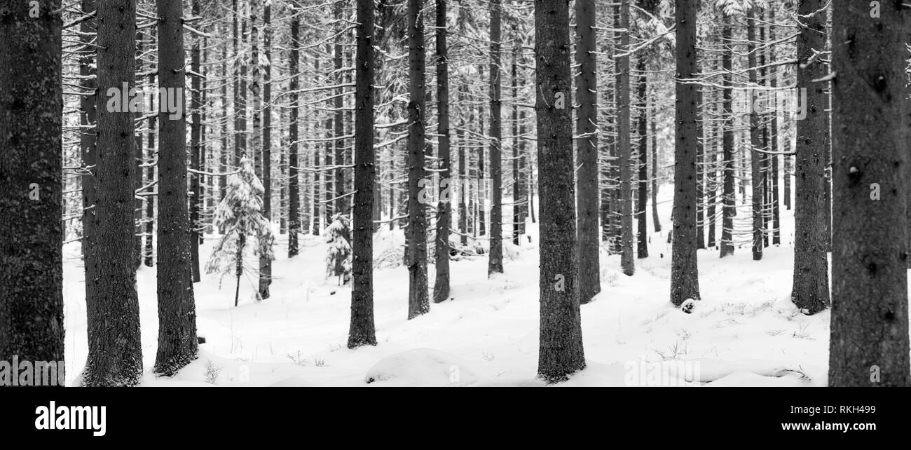 Large panorama de la forêt enneigée au winter Banque D'Images