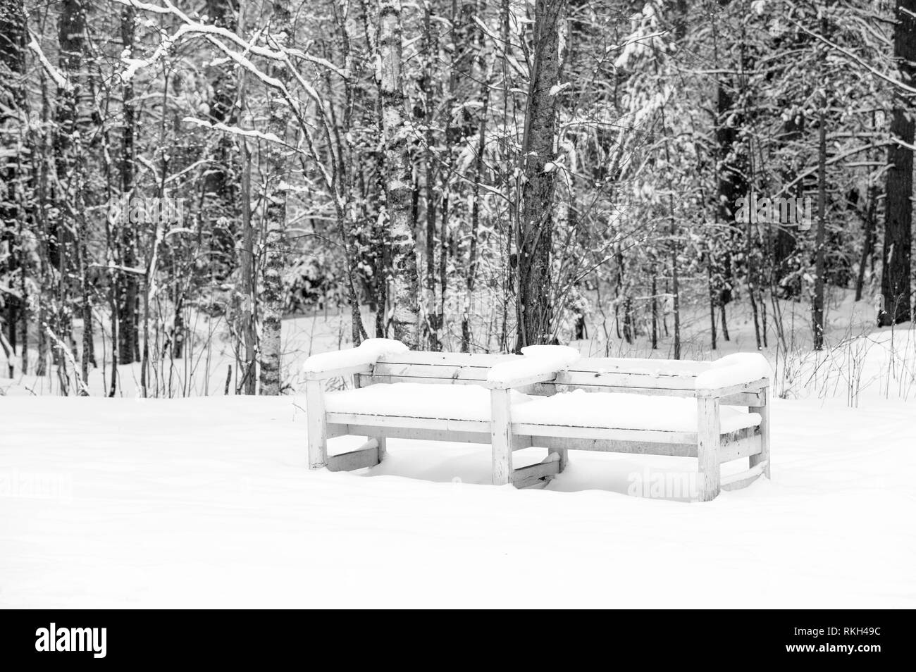 Banc de neige dans une forêt en hiver Banque D'Images