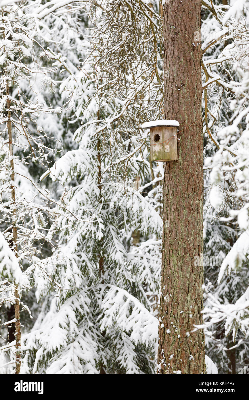 Petit oiseau brun nichoir fixé à une tige de l'arbre à l'hiver enneigé Banque D'Images