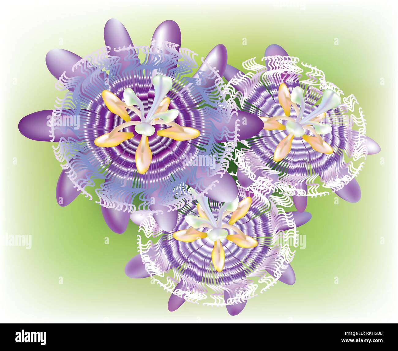 Plante grimpante passiflore avec différents tons de violet Illustration de Vecteur