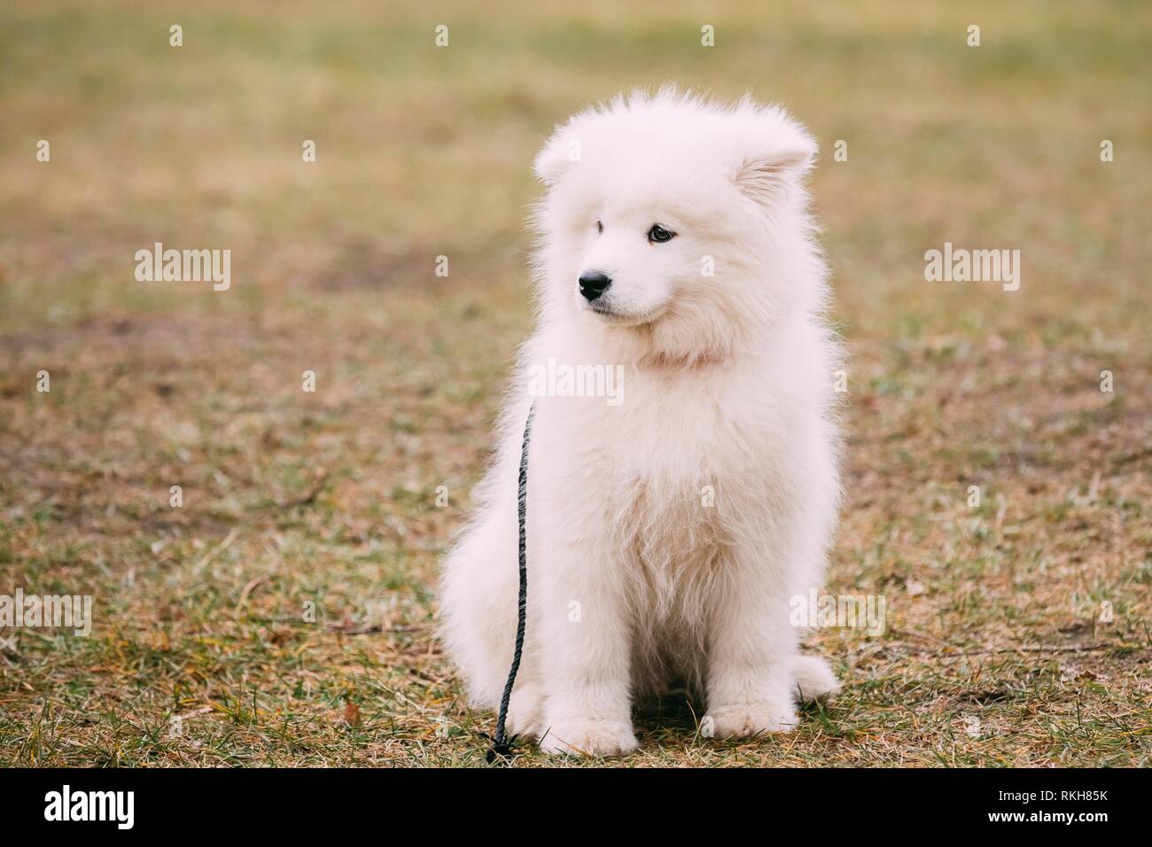 Samoyed puppy Banque de photographies et d'images à haute résolution - Alamy