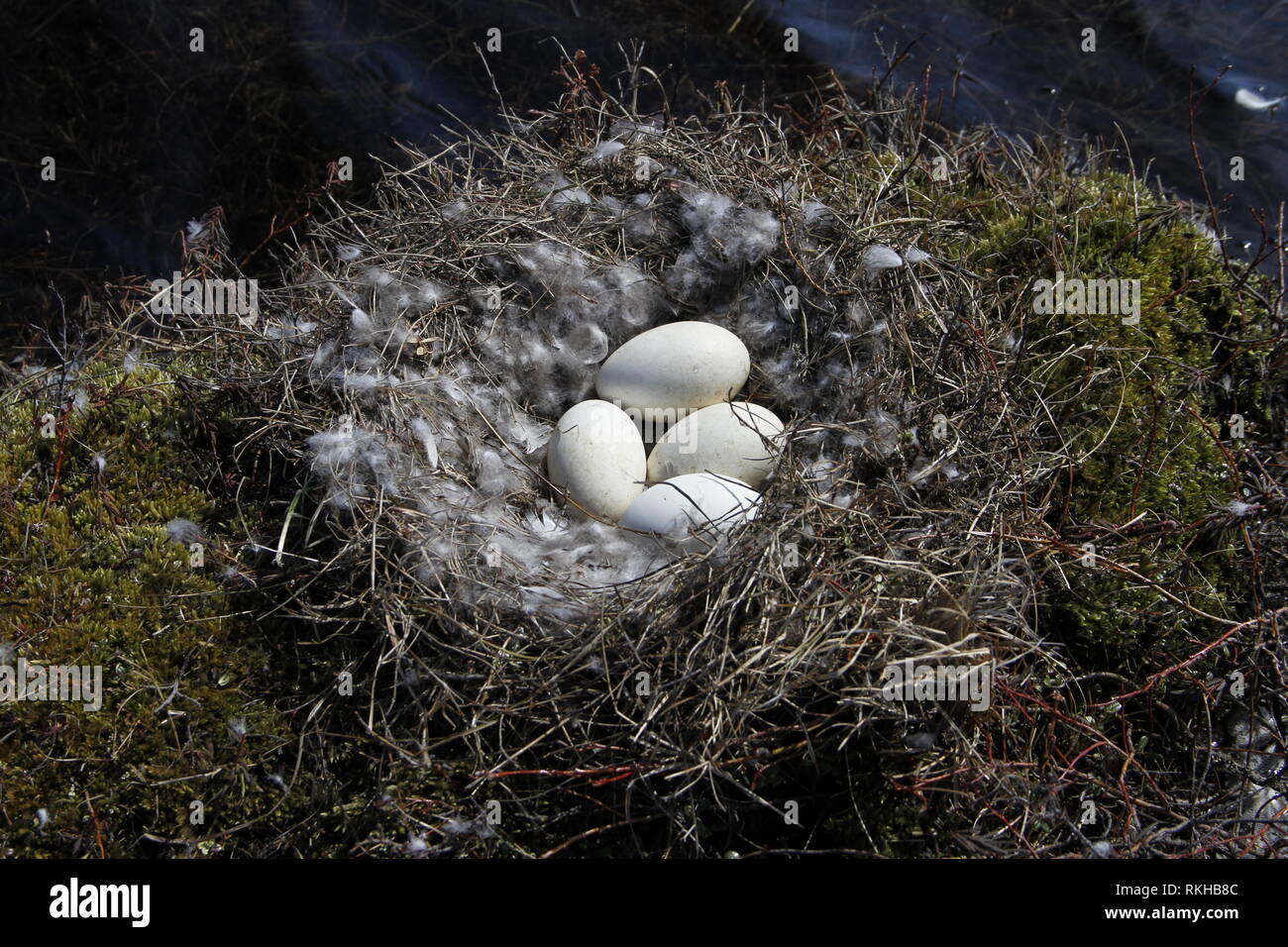 Canada goose nest avec quatre œufs entouré de plumes de duvet, près d'Arviat, au Nunavut, Canada Banque D'Images