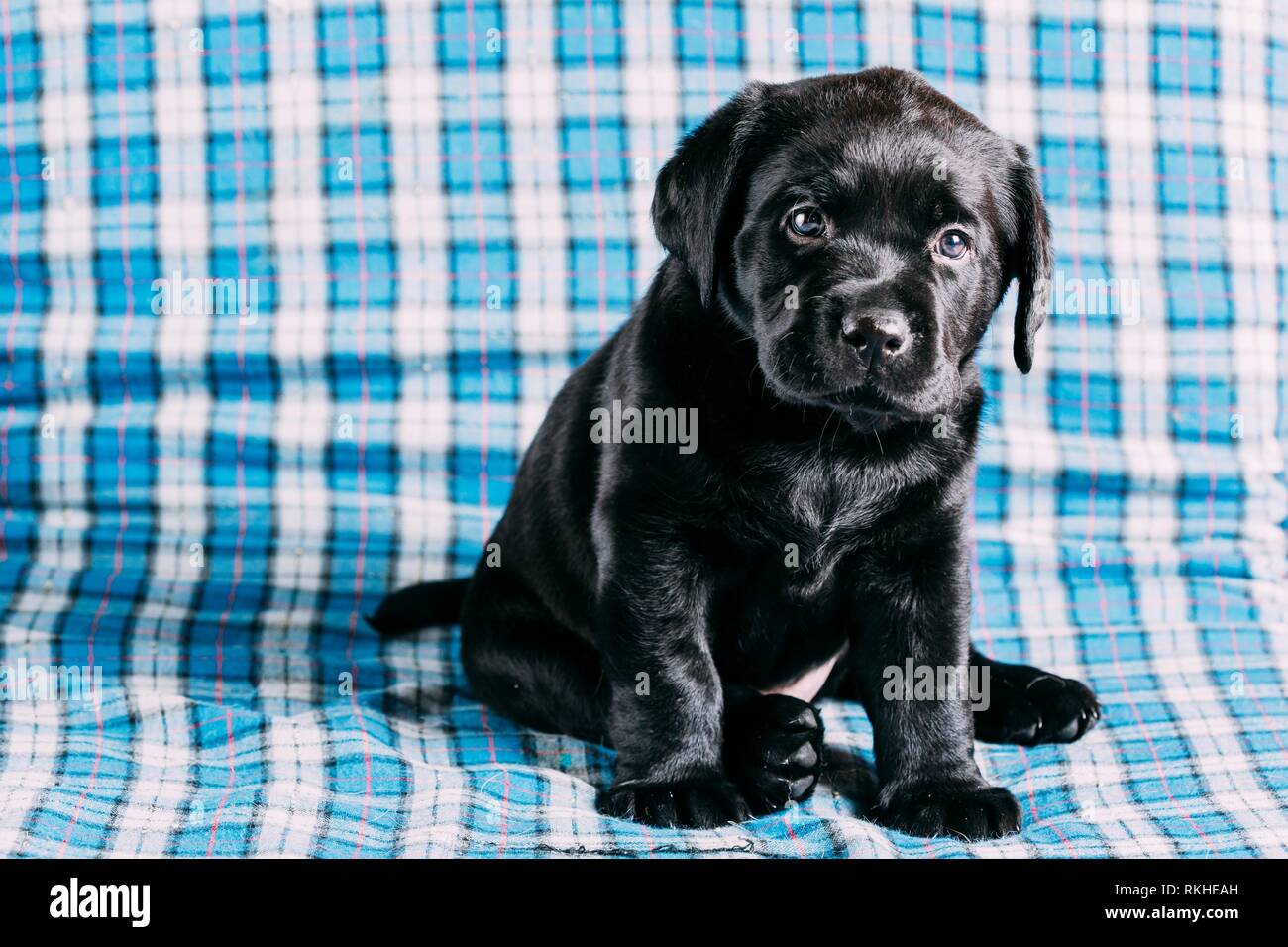 Belle Black Labrador Chiot Chien Assis Sur Fond Bleu A Carreaux Photo Stock Alamy