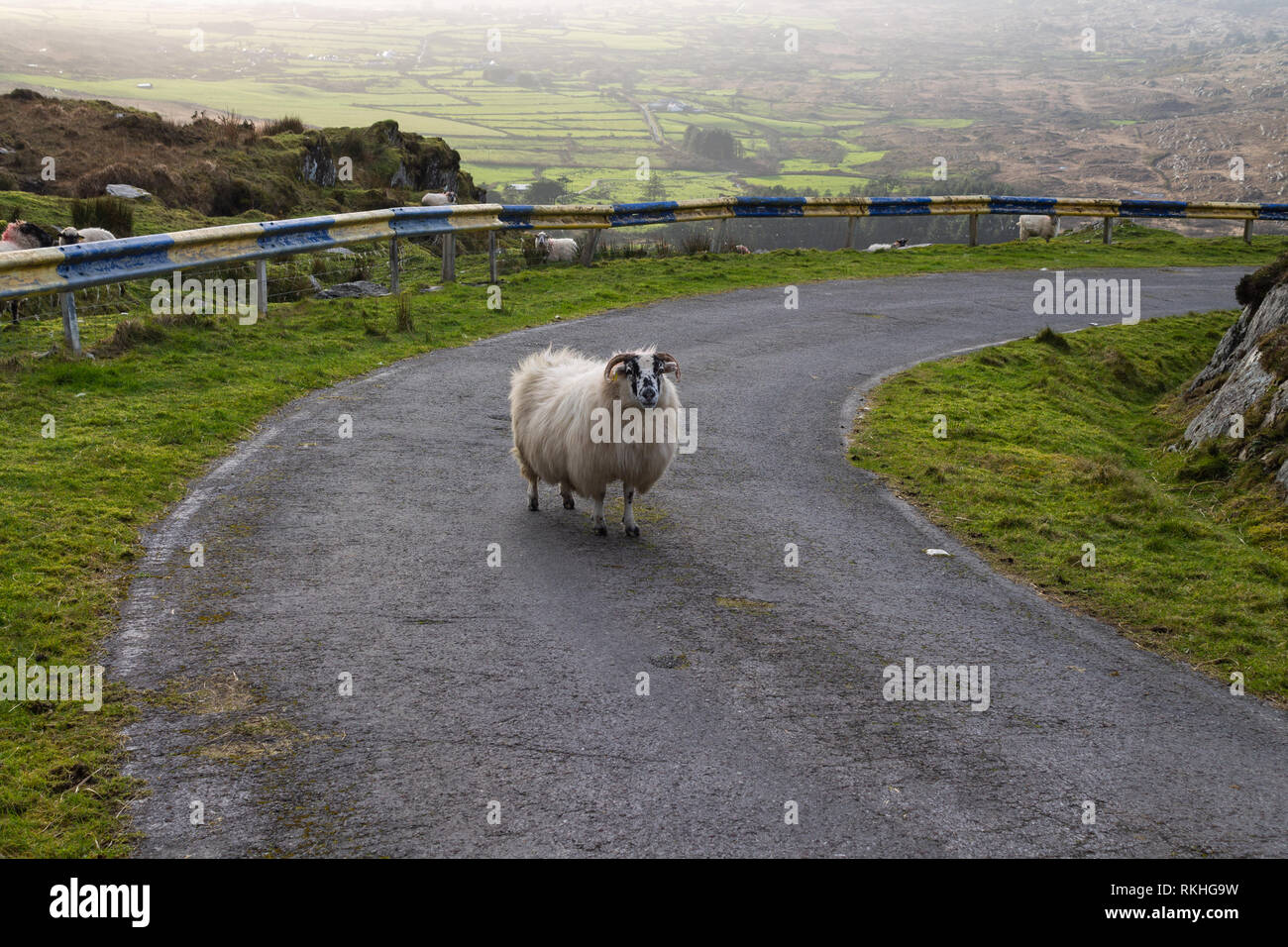 La brebis de race mixte bloquer une route à flanc de montagne en Irlande. Banque D'Images