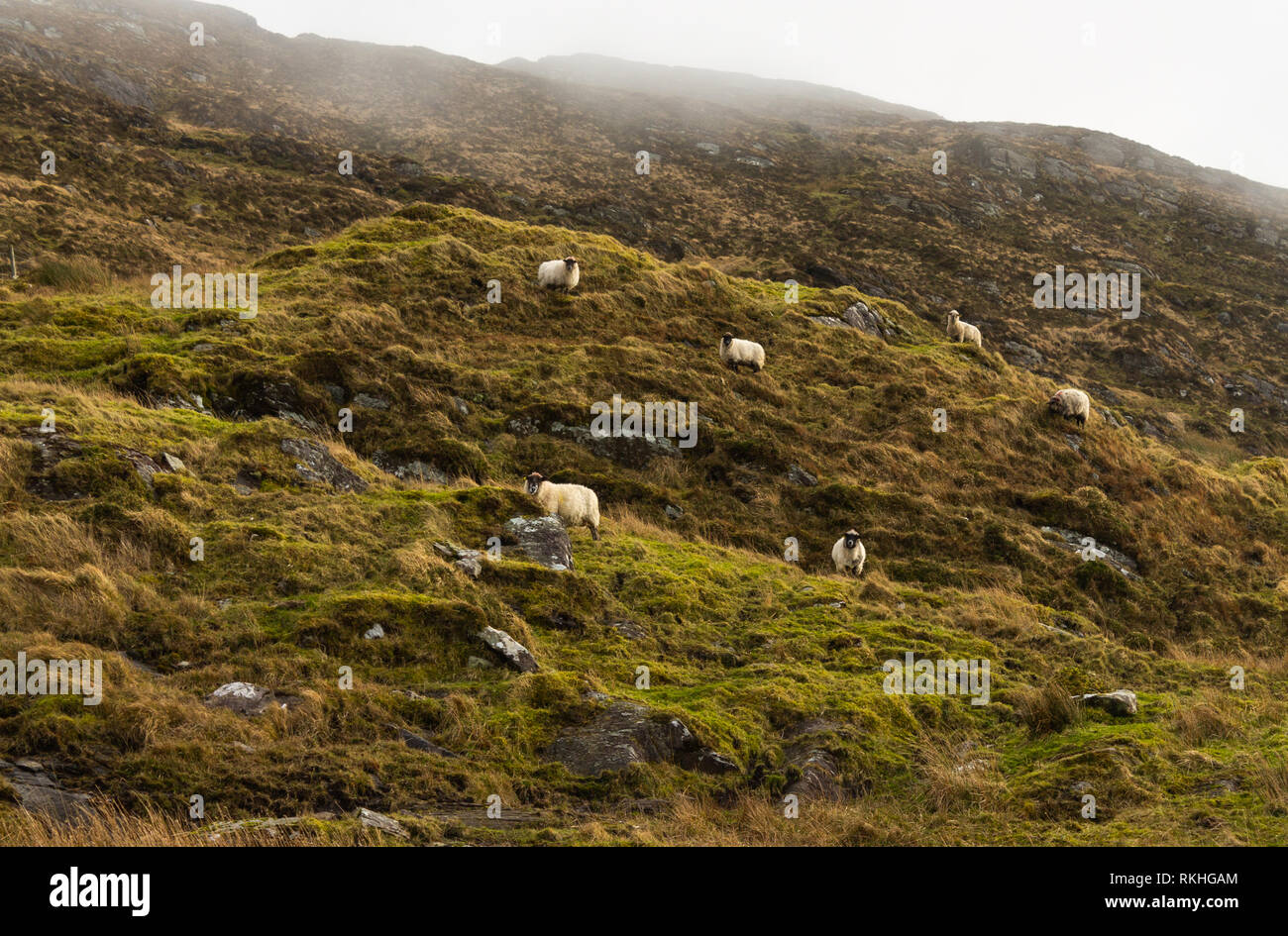 Race mélangée de brebis ou moutons sur la montagne en Irlande. Banque D'Images