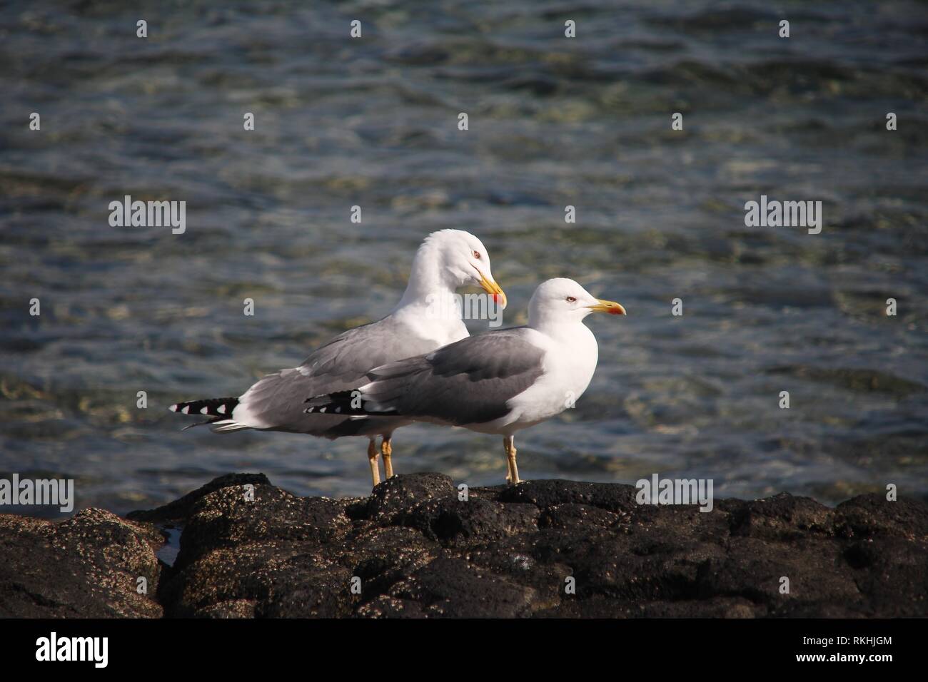 Îles de l'Atlantique une paire de goélands argentés (Larus cachinnans) atlantis, Corralejo, Fuerteventura, Espagne Banque D'Images