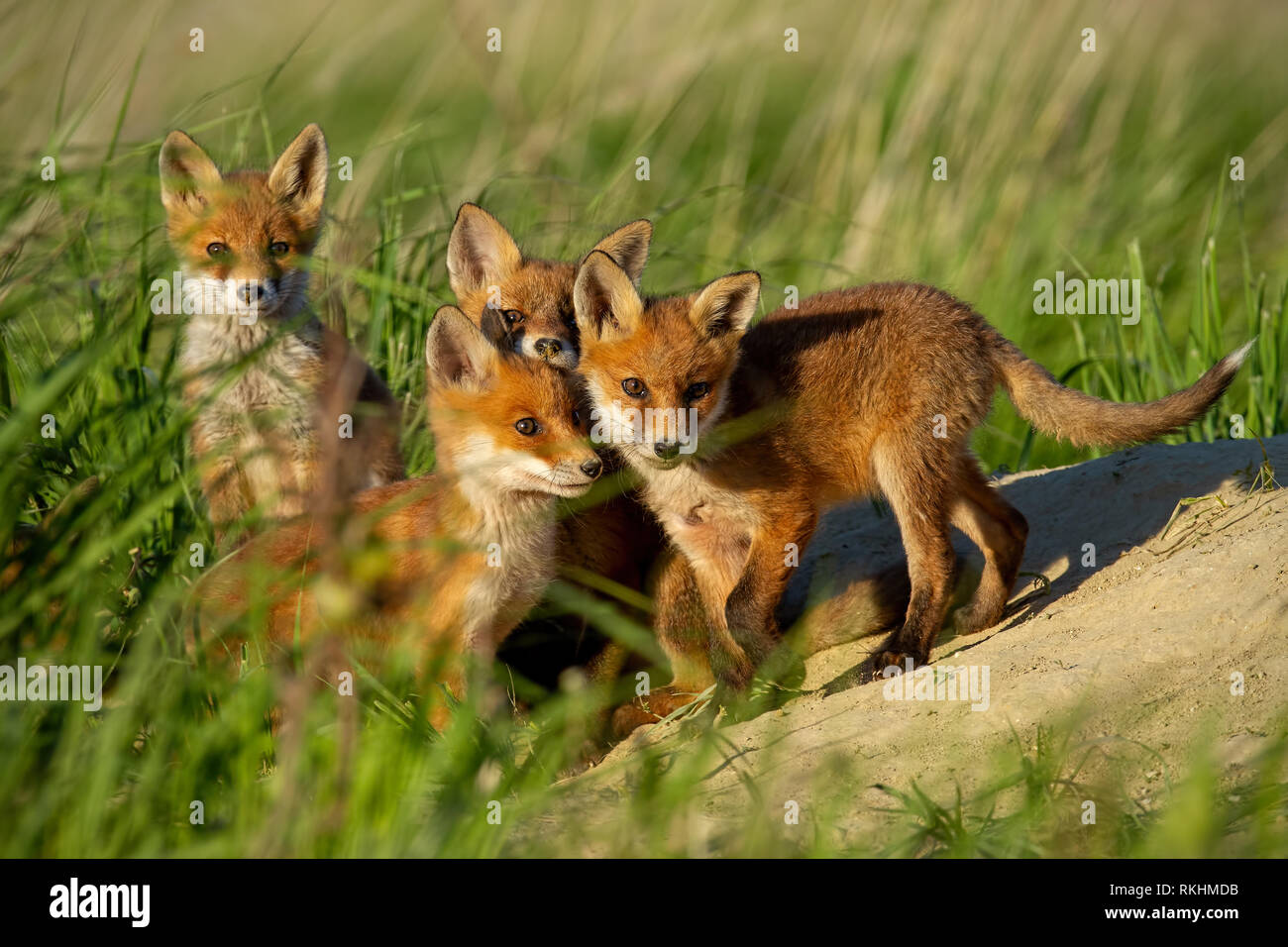 Red Fox petits jeunes Louveteaux près de den curieusement regarder autour. Banque D'Images