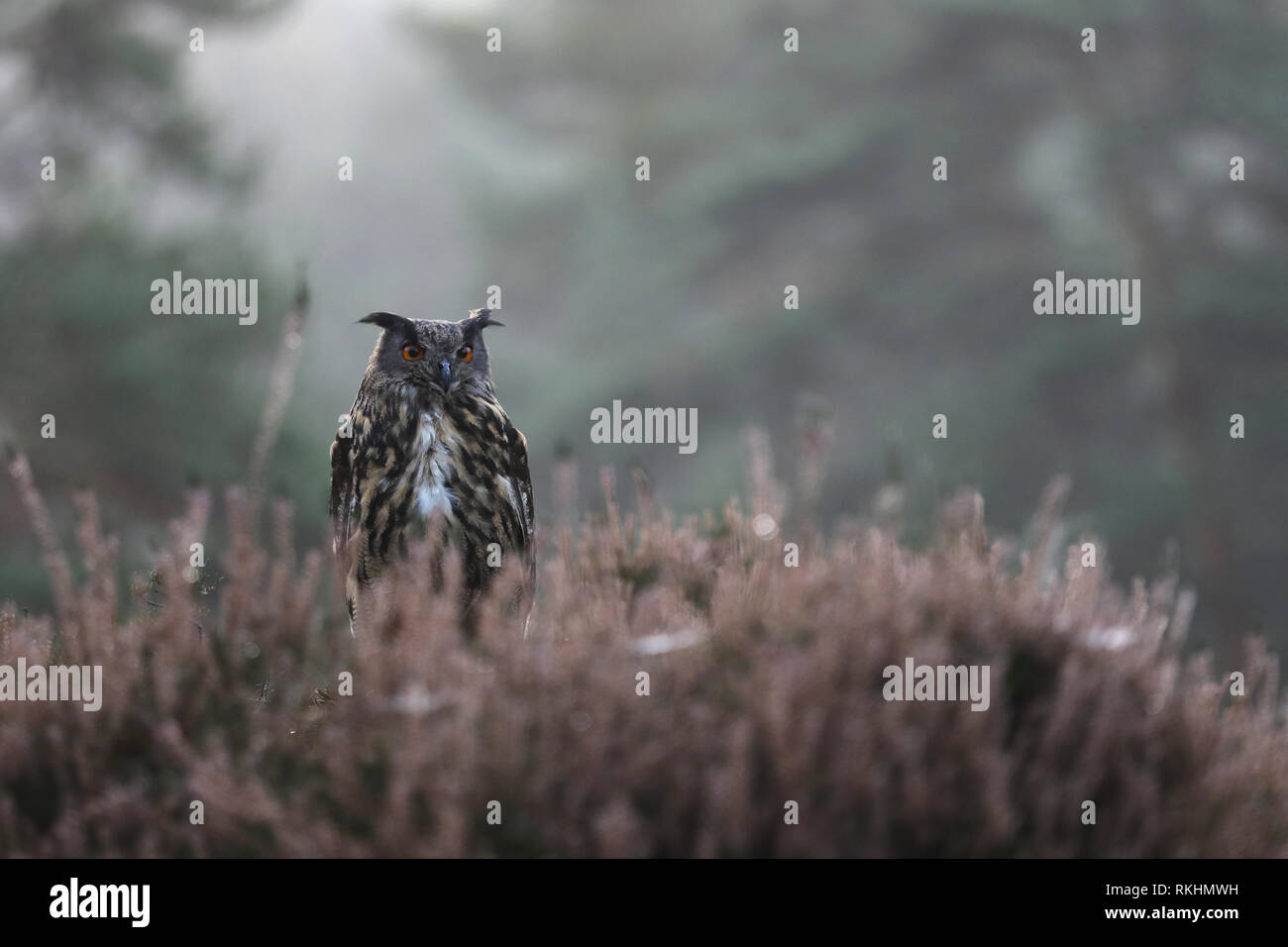 Eagle-commun le plus grand hibou chouette en été dans la forêt - Bubo bubo Banque D'Images