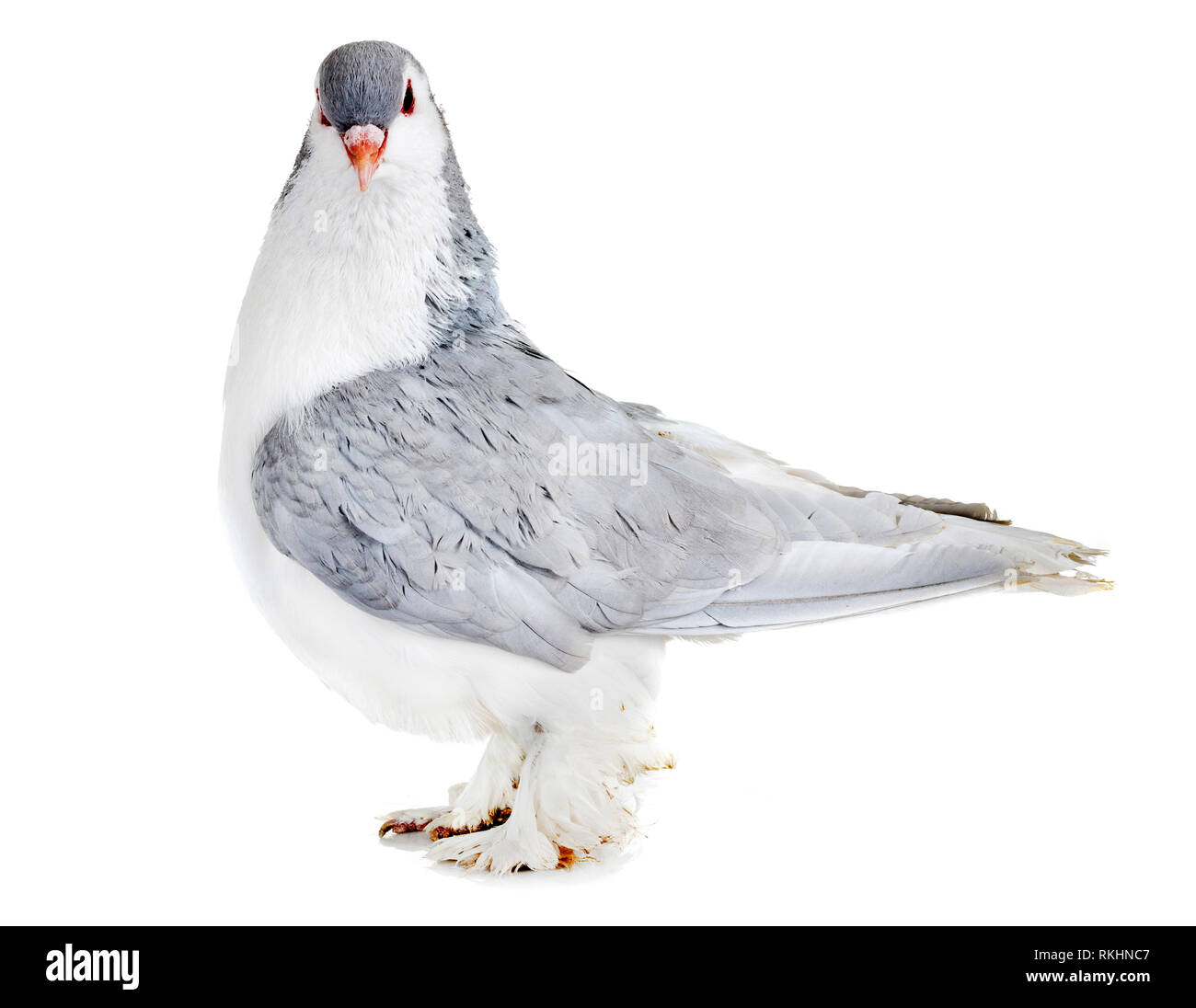 Pigeon Lahore in front of white background Banque D'Images
