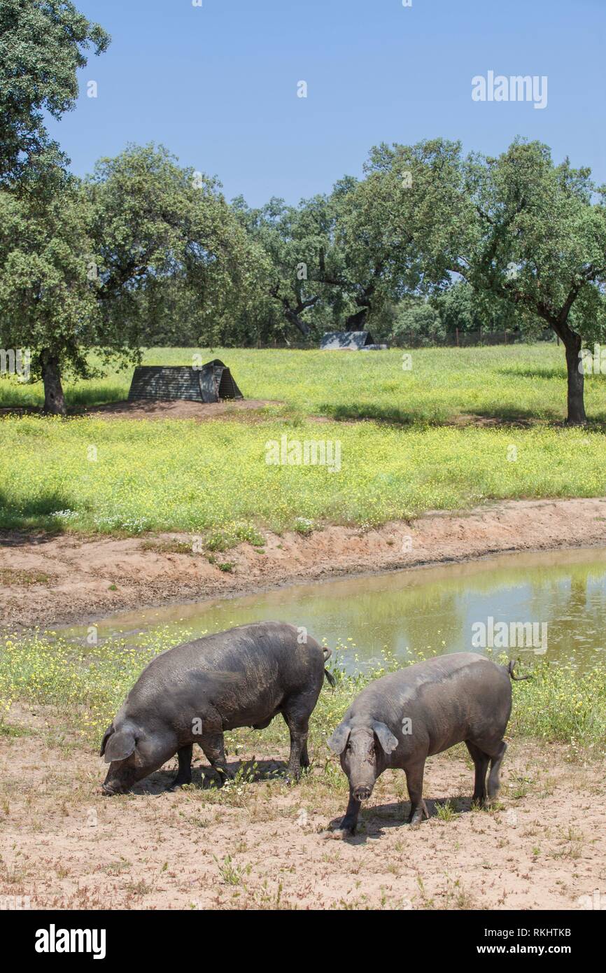 Les porcs ibériques noir freeley variait au printemps. Race de porcs sans poils. L'Estrémadure, Espagne. Banque D'Images