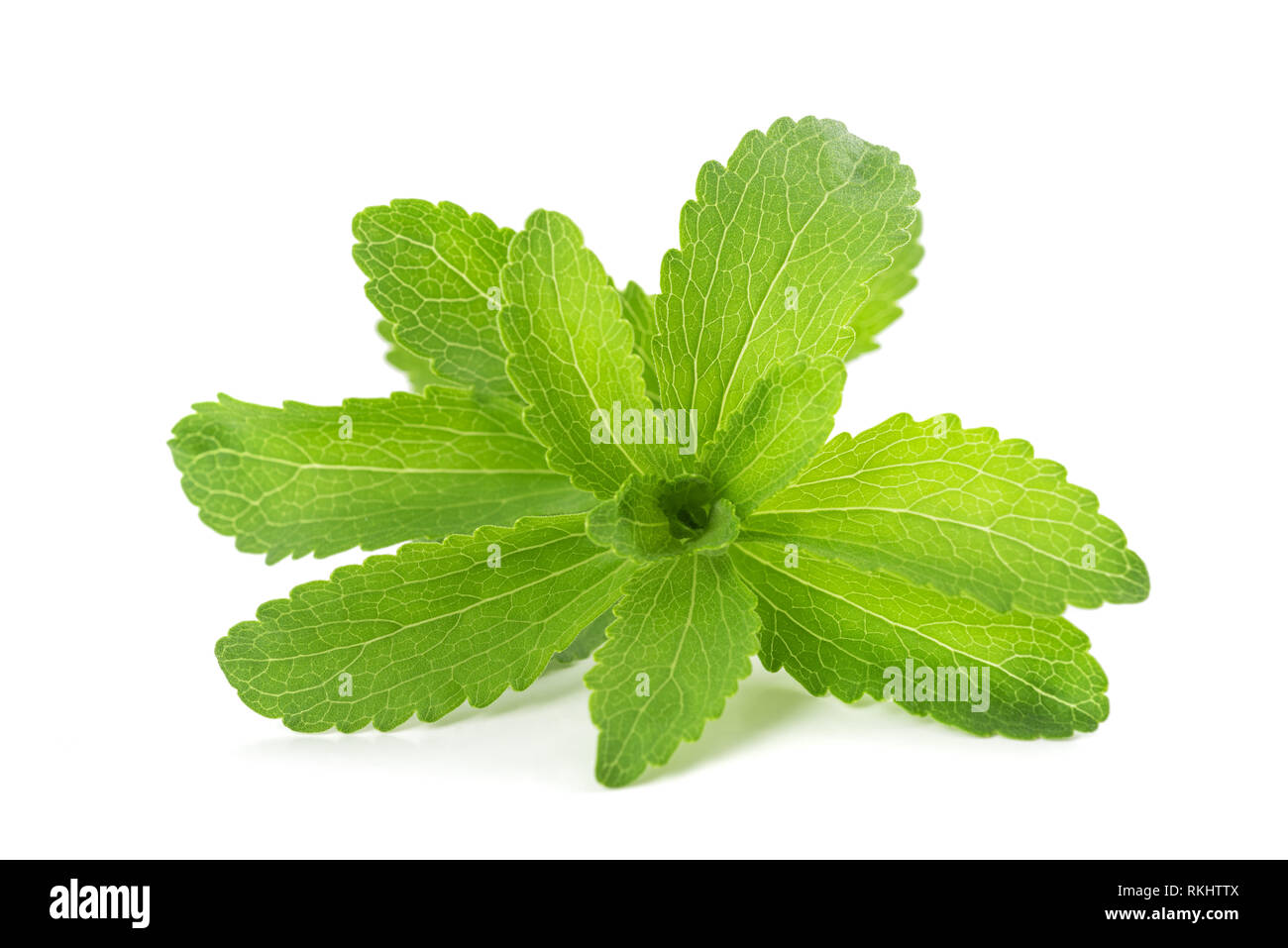 Le Stevia rebaudiana isolé sur fond blanc Banque D'Images