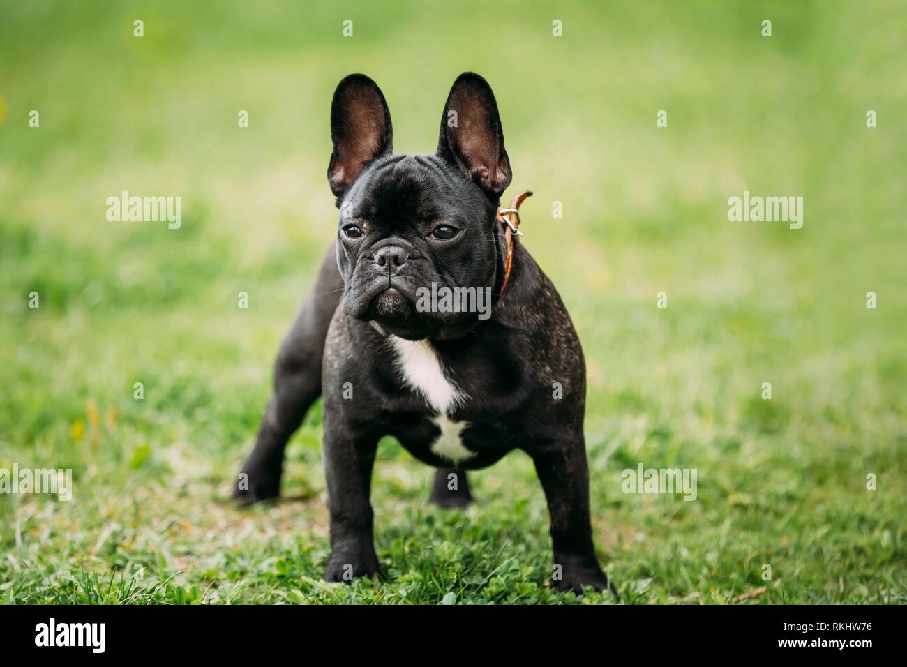 Belle Jeune Chiot Bouledogue Francais Noir Dans L Herbe Verte A L Exterieur Du Parc Chien Ont Une Tache Blanche Sur La Poitrine Photo Stock Alamy