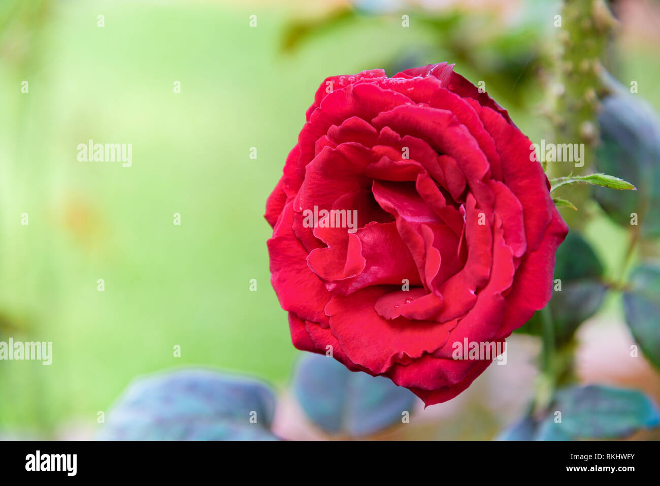 Close-up red rose qui fleurit sur la branche dans le jardin de fleurs pour le fond Banque D'Images