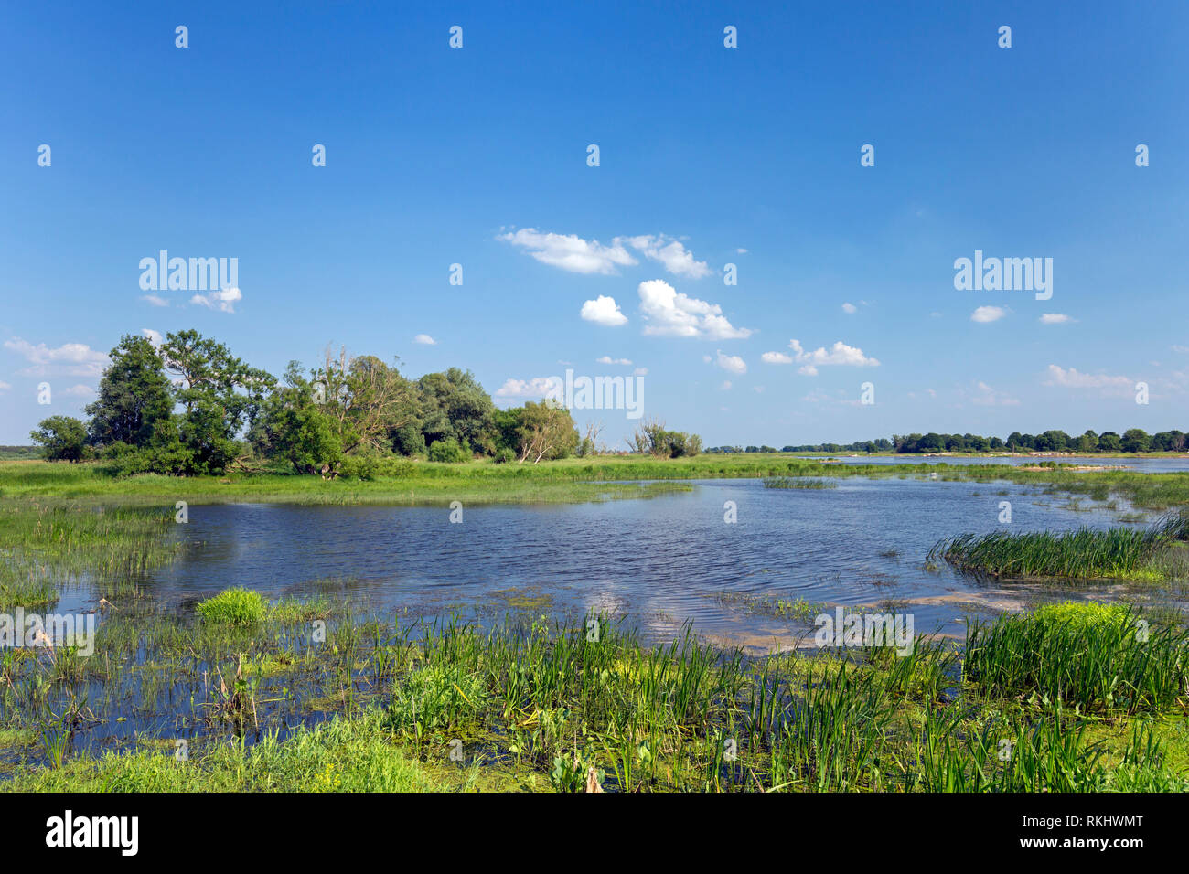 Affluent de l'Oder à la lande, paysage près d'Oderbruch Oderberg, Brandebourg en Allemagne de l'Est Banque D'Images