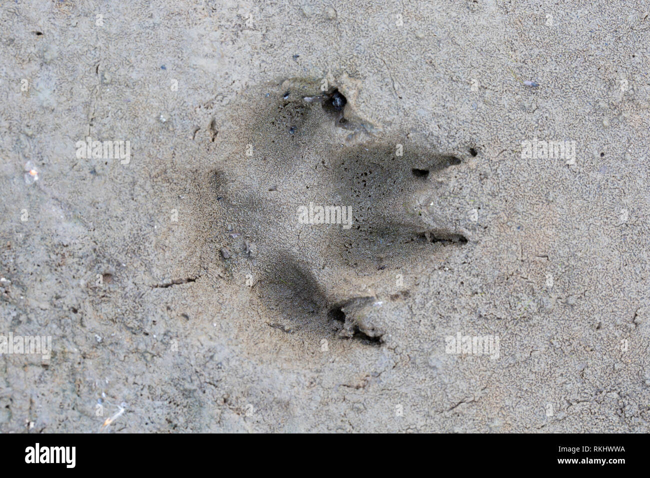 Le renard roux (Vulpes vulpes) gros plan de l'encombrement dans le sable humide / boue Banque D'Images