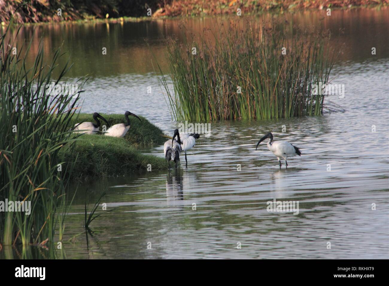 Un troupeau de Ibisses (Threskiornis aethiopicus sacré) pendant leur bain du matin dans un petit lac à la plage de Diani, Kenya. Banque D'Images