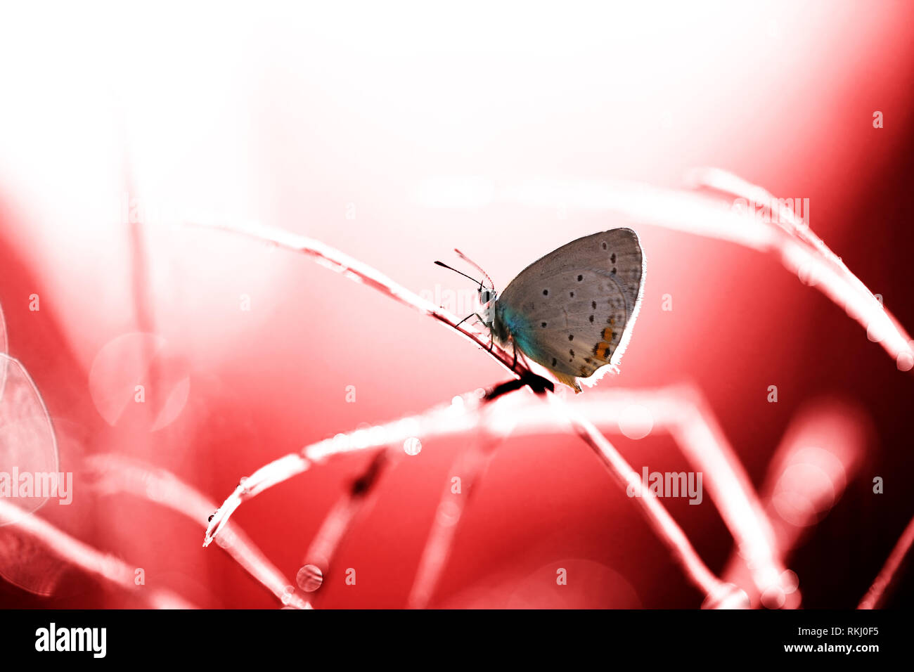 Un beau papillon sur fond orange, assis et au repos. Banque D'Images
