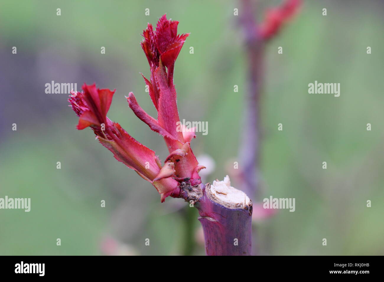 Rosa. Détail de l'élagage et l'angle correct rose nouvelle croissance ultérieure sur un rosier anglais arbustif - Janvier, UK Banque D'Images