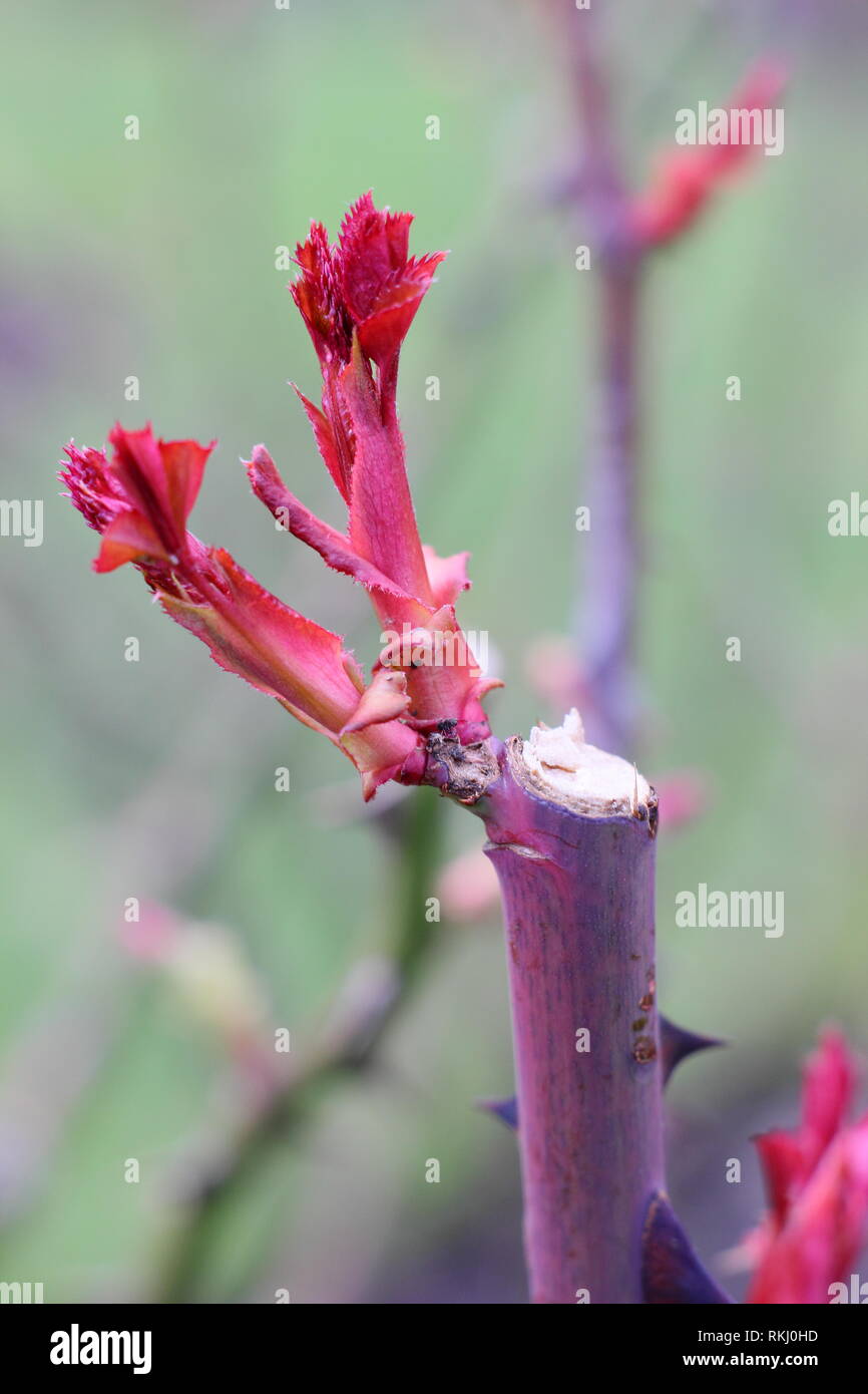 Rosa. Détail de l'élagage et l'angle correct rose nouvelle croissance ultérieure sur un rosier anglais arbustif - Janvier, UK Banque D'Images