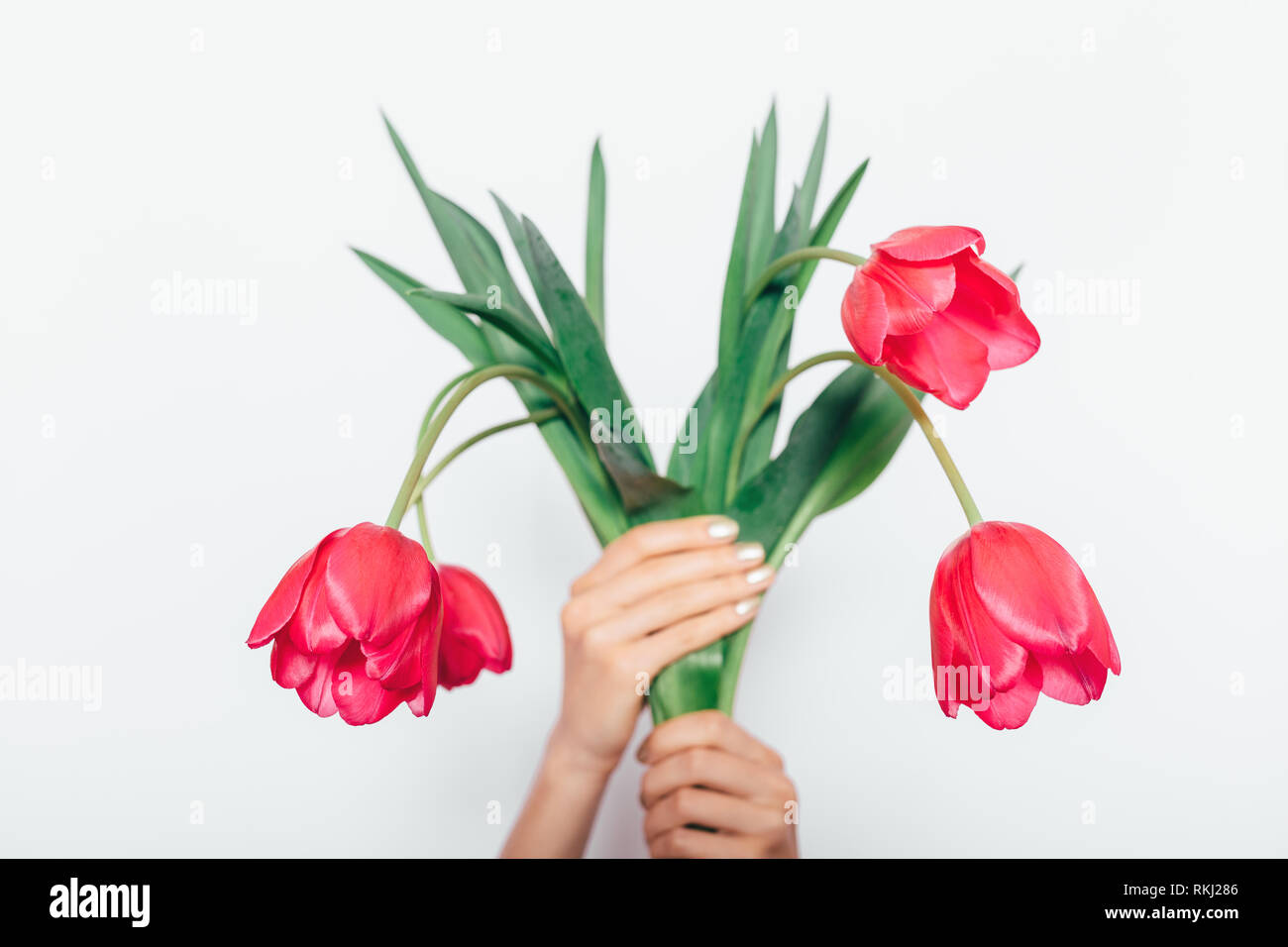 Woman's hands holding bouquet de belles tulipes roses sur fond blanc, close-up de capitules. Banque D'Images