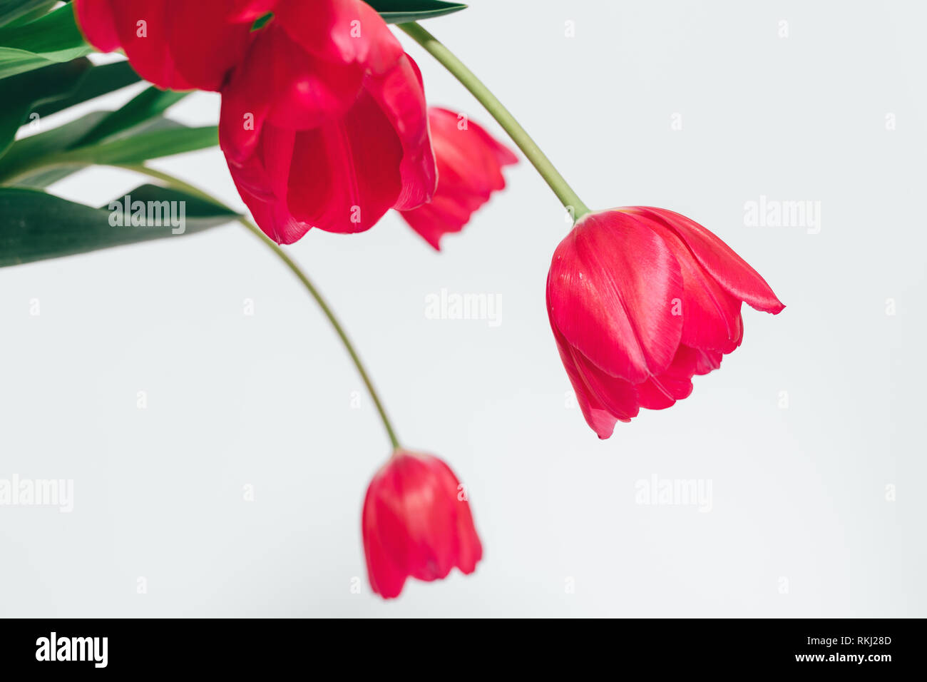 Bouquet de belles tulipes roses sur fond blanc, close-up de capitules. Banque D'Images