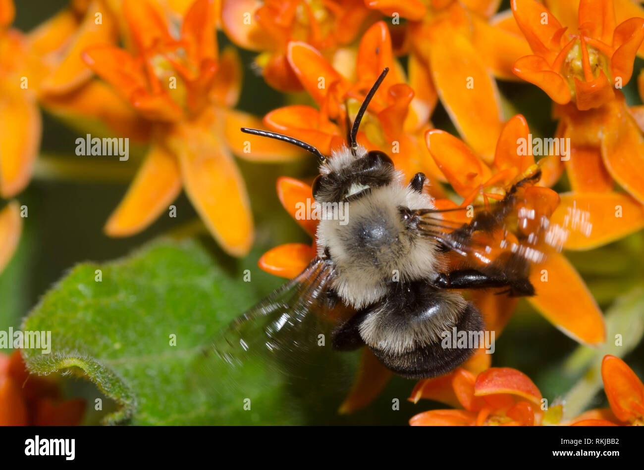 Digger Bee, Anthophora sp., en vol au dessus de l'orange, de l'asclépiade Asclepias tuberosa Banque D'Images