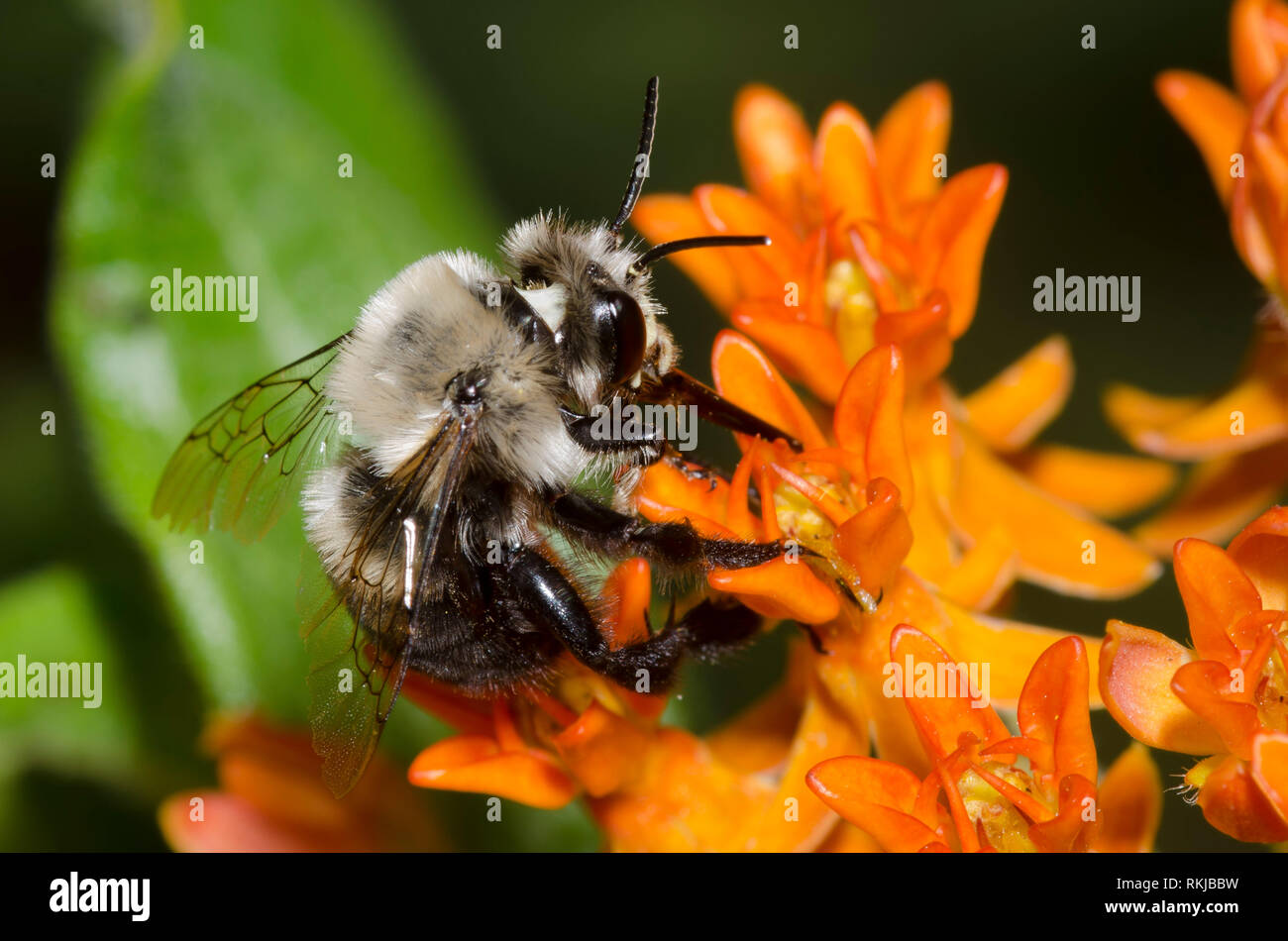 Digger Bee, Anthophora sp., sur l'orange, de l'asclépiade (Asclepias tuberosa Banque D'Images