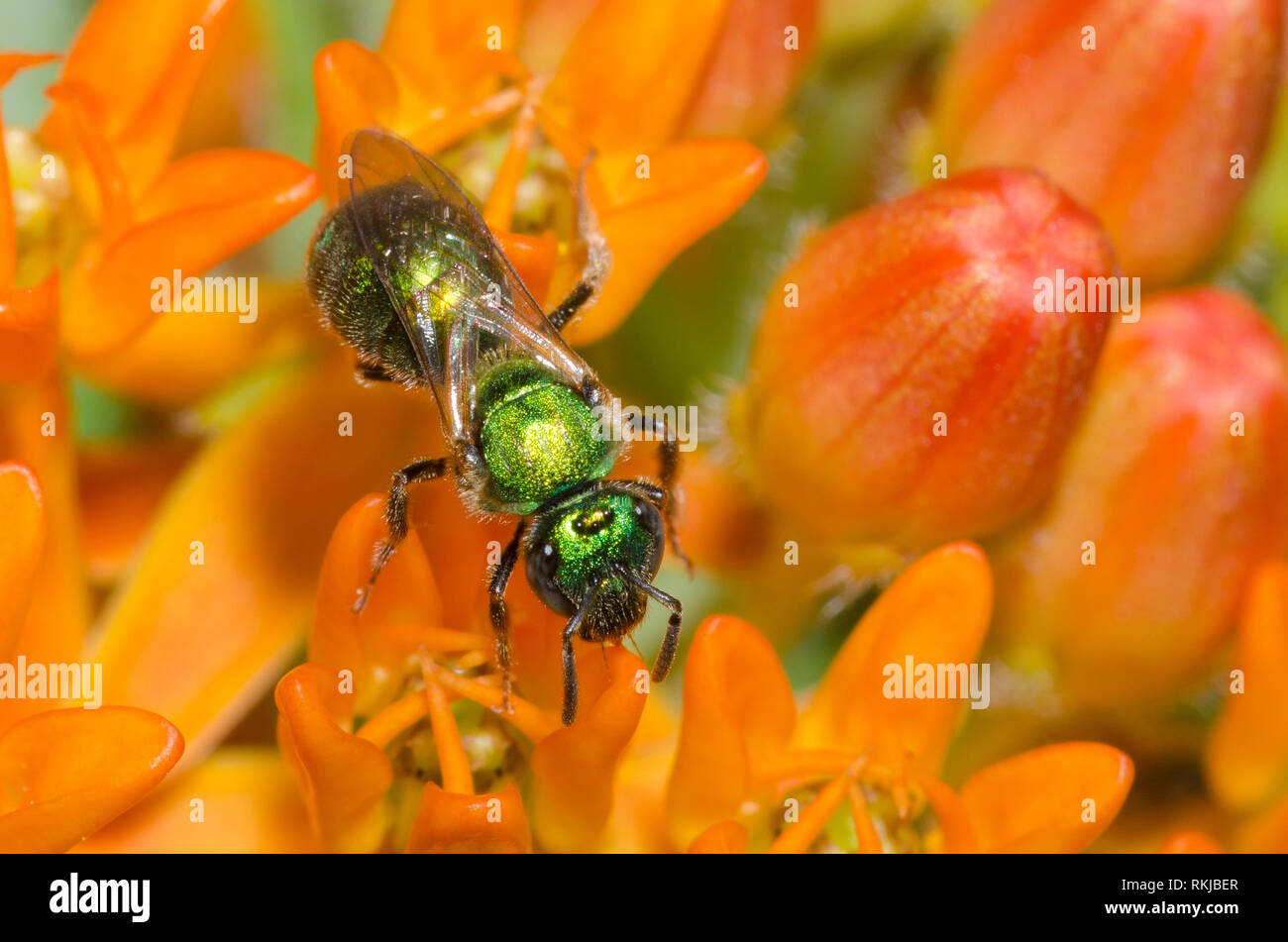 Sweat Bee, Augochlorella sp., sur l'orange, de l'asclépiade (Asclepias tuberosa Banque D'Images