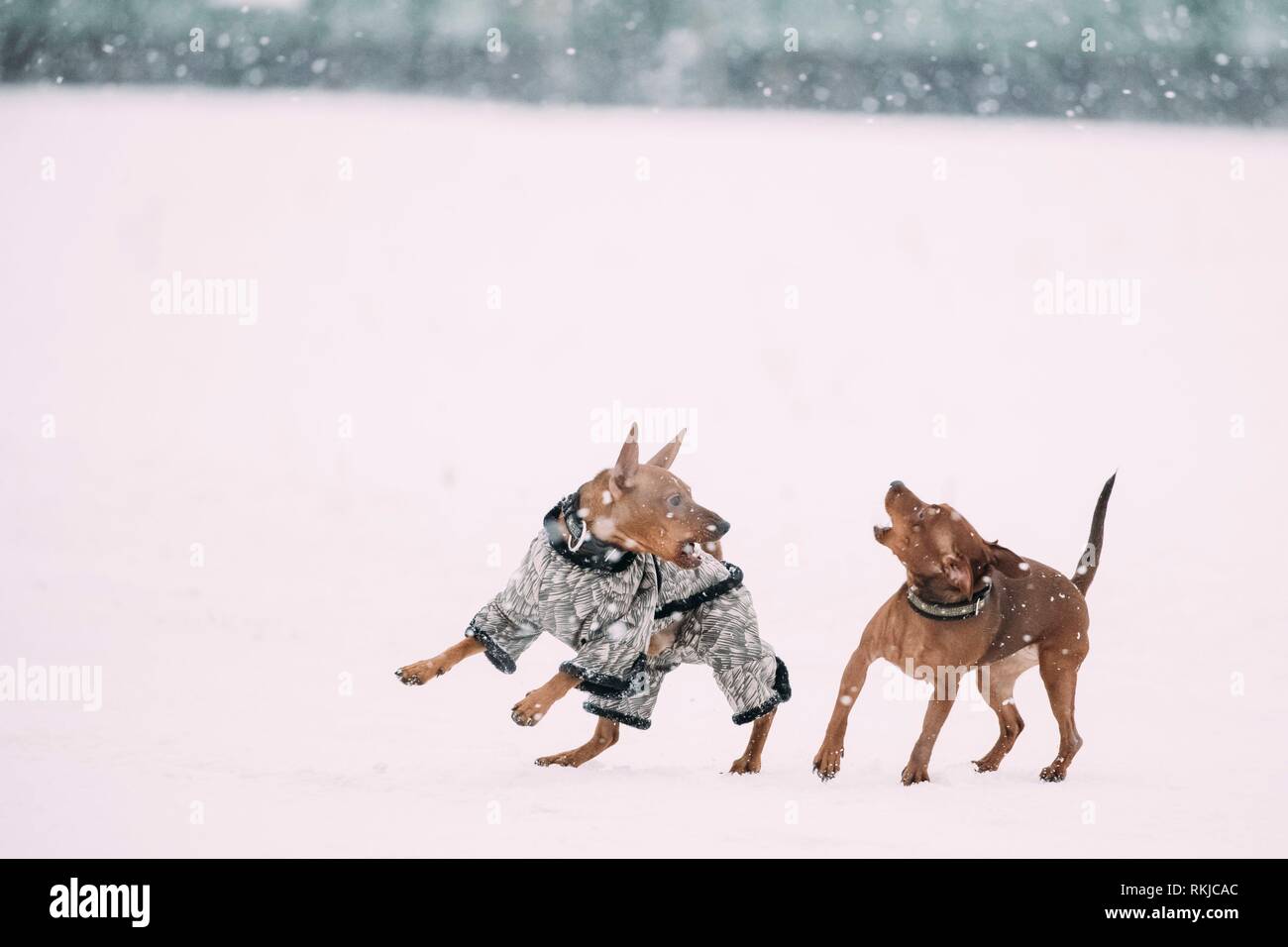 Télécharger gratuitement Images Deux Chiens Droles Brown Pinscher Nain Pincher Min Borne Jouer dernière salutations