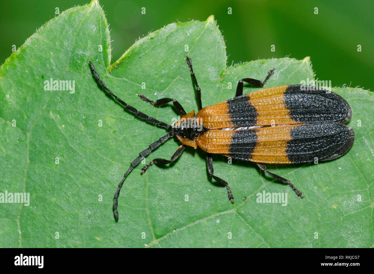 Net-winged Beetle, Calopteron sp. Banque D'Images