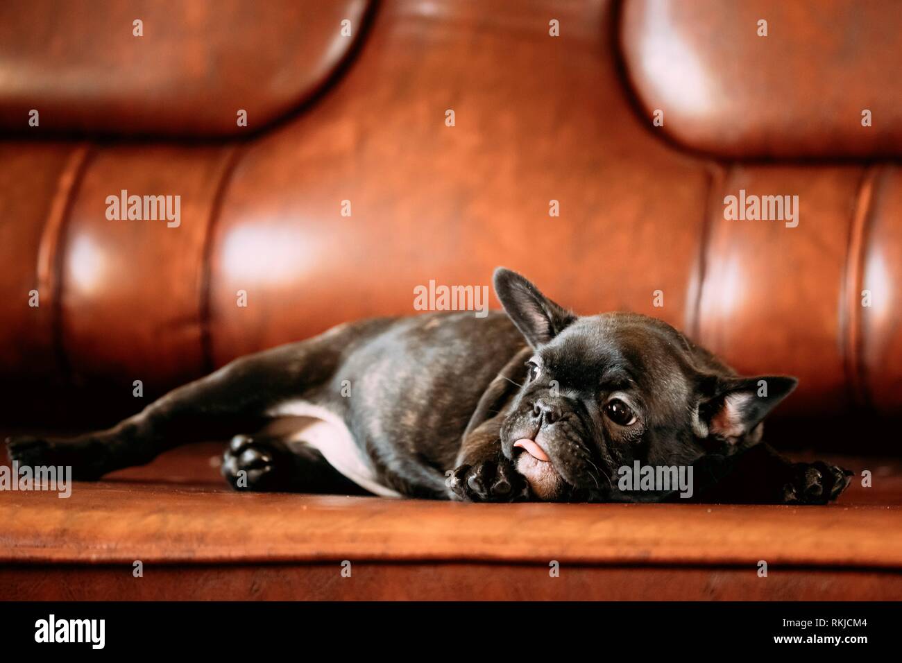 Jeune Chiot Bouledogue Francais Noir Assis Sur Canape Rouge A L Interieur Funny Dog Bebe Photo Stock Alamy