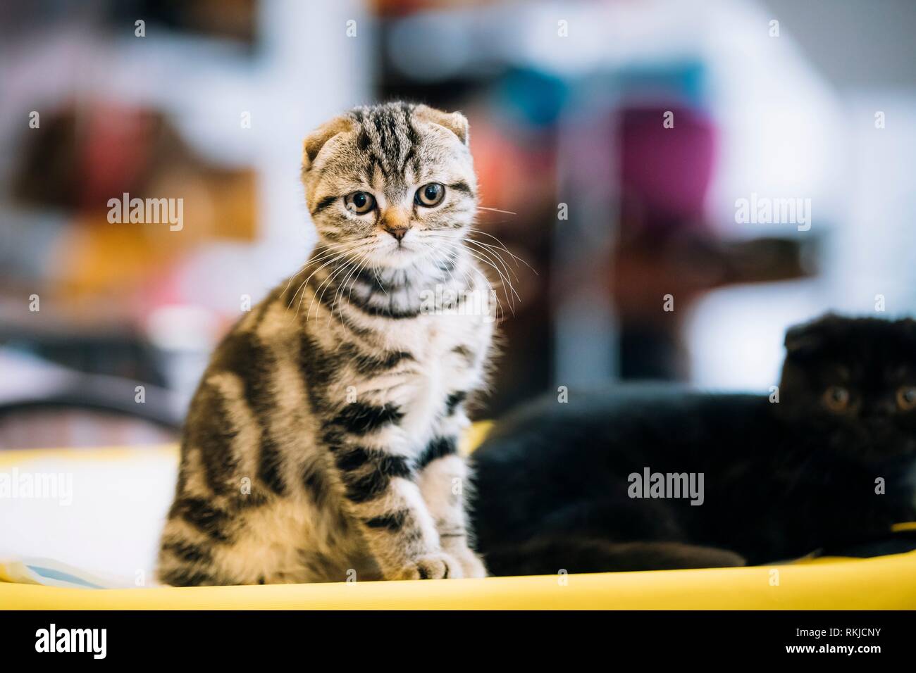 Petit Mignon Chaton Chat Scottish Fold Gris Au Fond Interieur Floue Photo Stock Alamy
