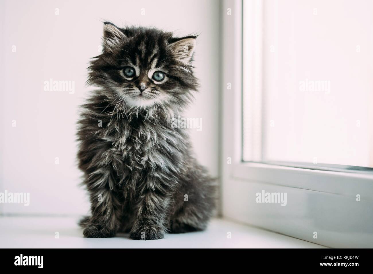 Drole De Petit Gris Chat Domestique Chaton Assis Sur Un Rebord De Fenetre Blanc Photo Stock Alamy