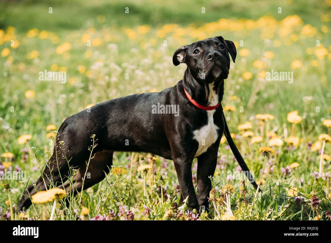 Jeune American Staffordshire Terrier Puppy Dog Standing piscine dans la région de Green Meadow printemps avec des fleurs jaunes. Animal ludique à l'extérieur. Banque D'Images
