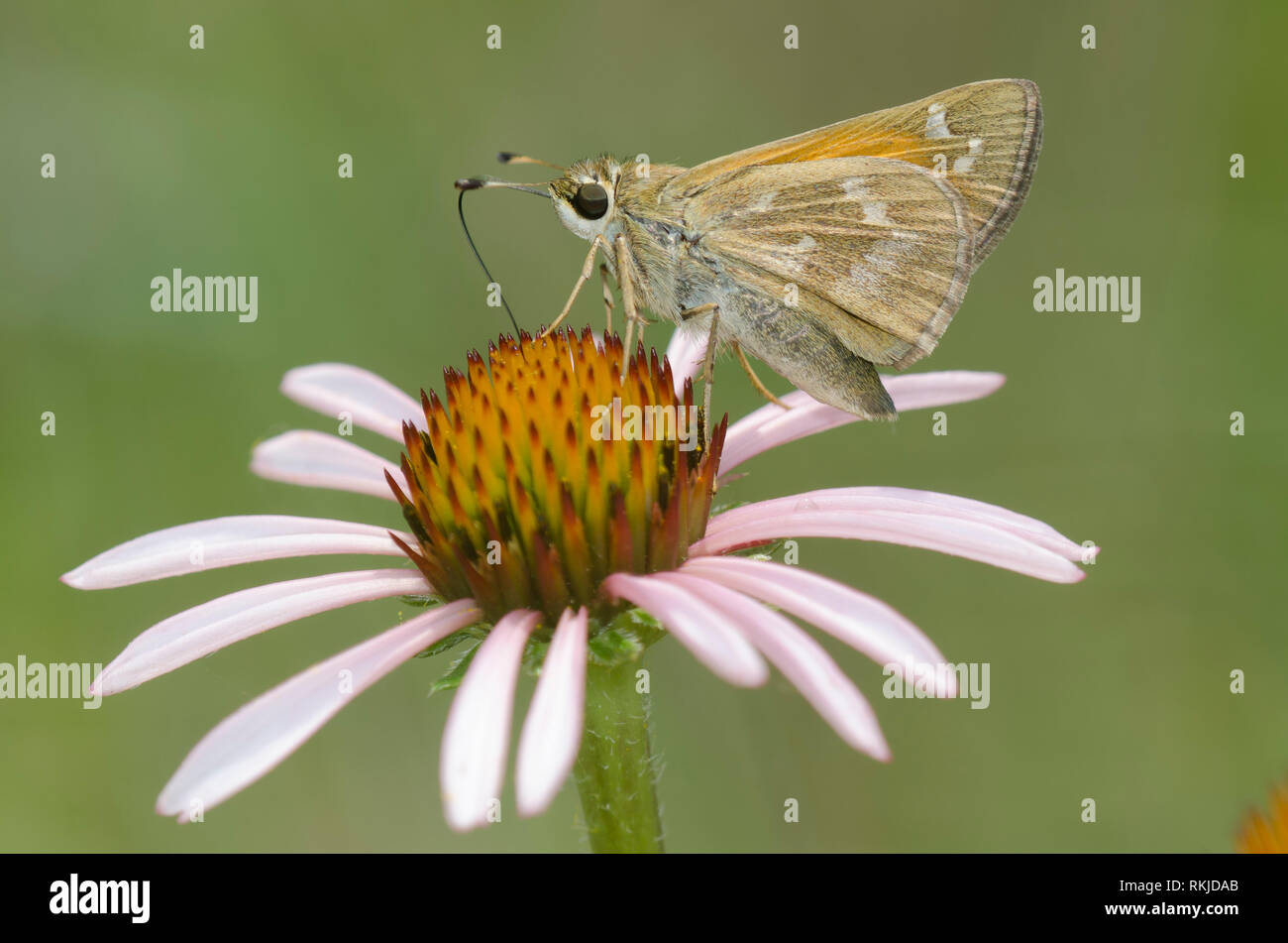 Sachem, Atalopedes huron, femelle sur coneflower pourpre, Echinacea angustifolia Banque D'Images