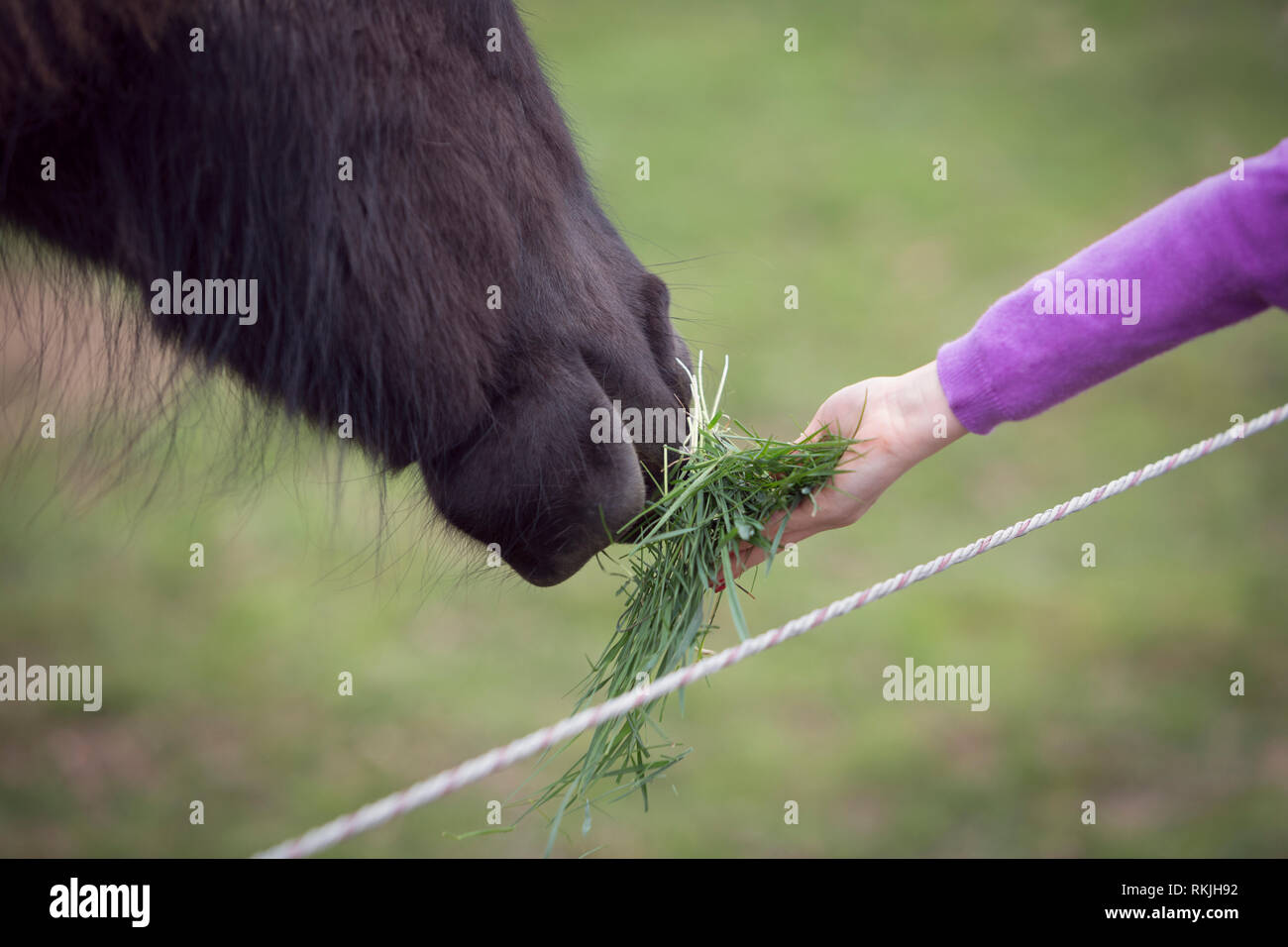 Close-up de l'enfant tenant sa main sur l'herbe pour nourrir un cheval Banque D'Images