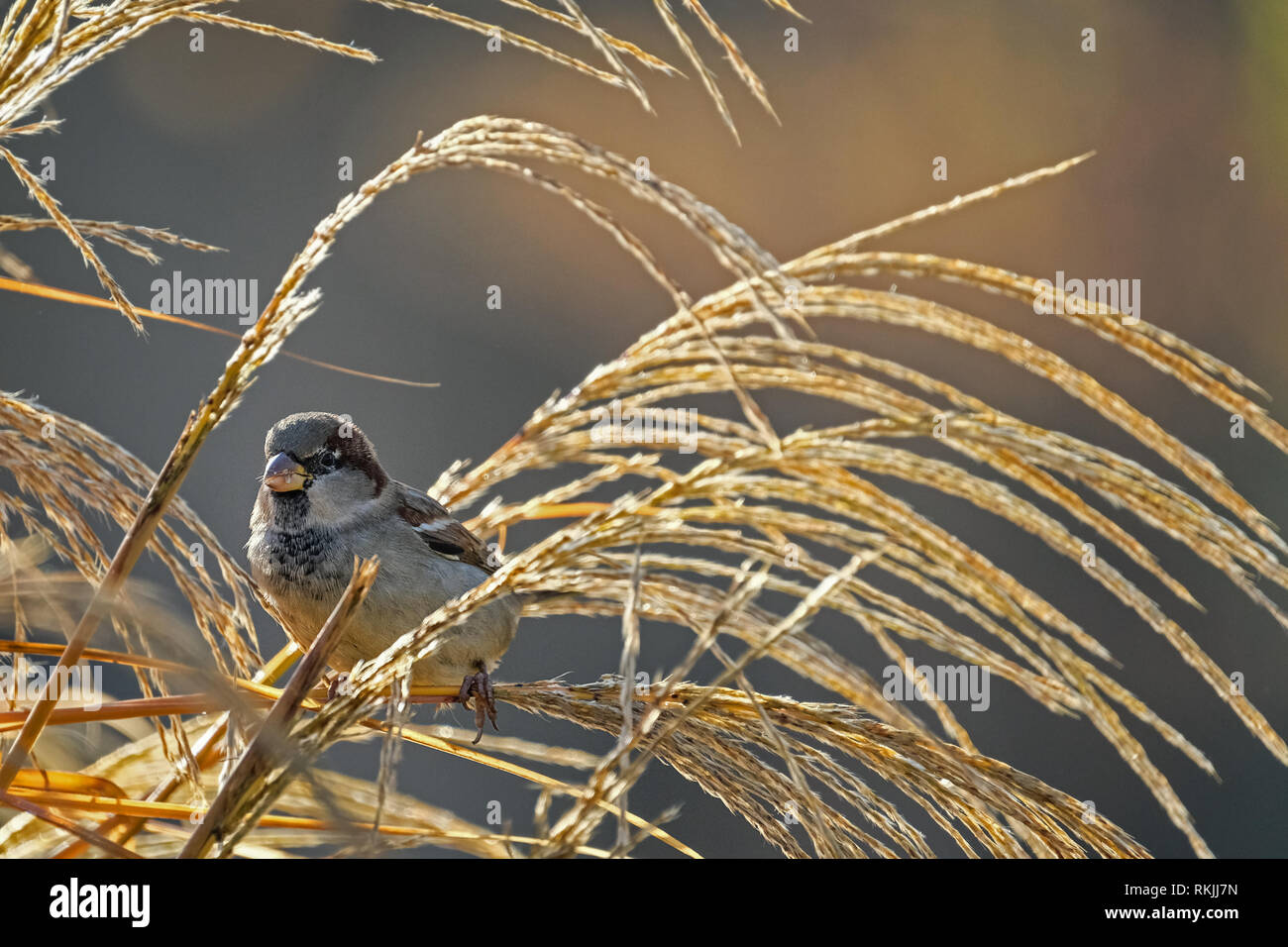 Sparrow se trouve dans les roseaux sur une belle journée d'été à l'Ammersee Banque D'Images