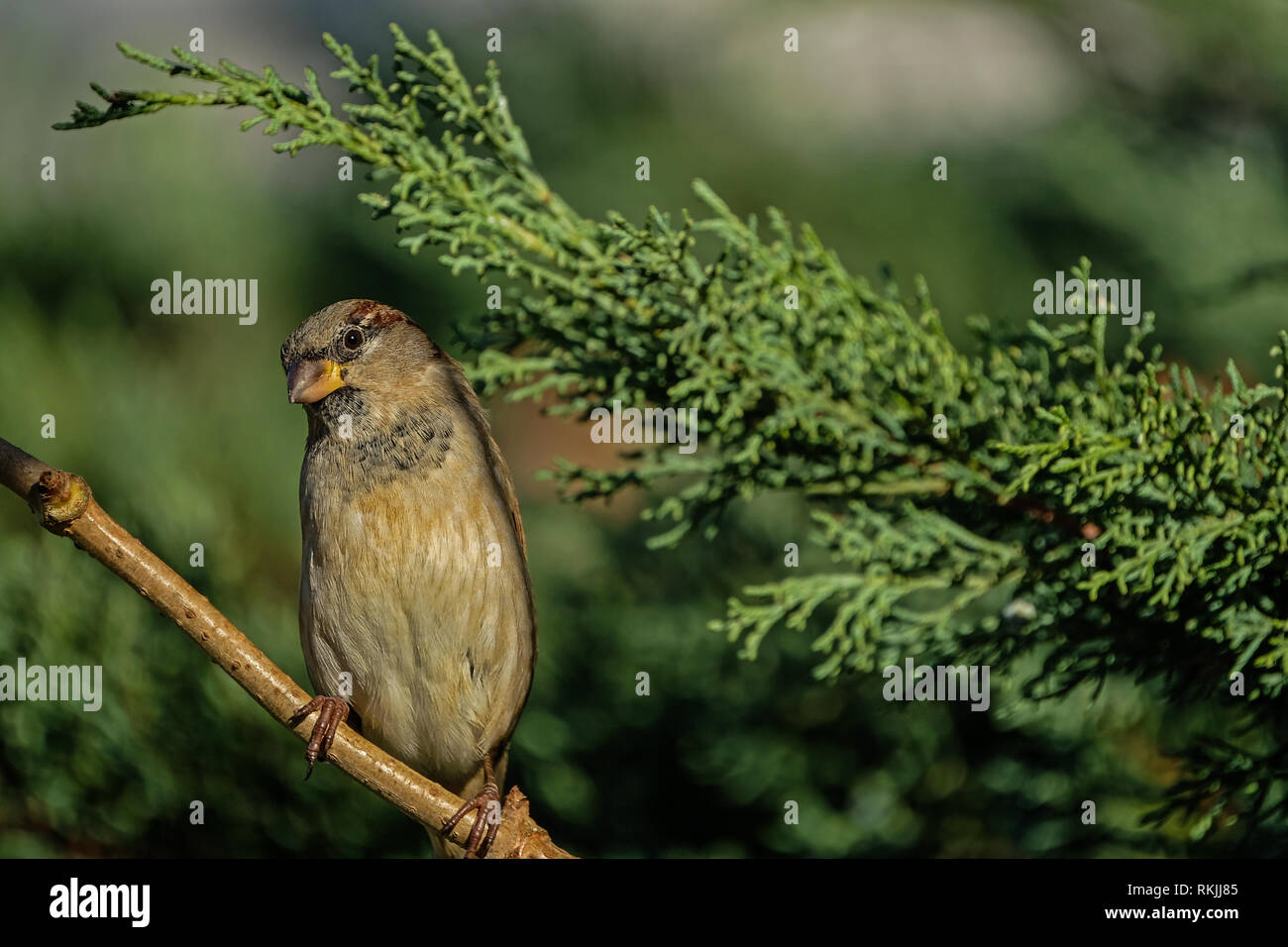 Close up d'un moineau assis dans un cyprès dans mon jardin Banque D'Images