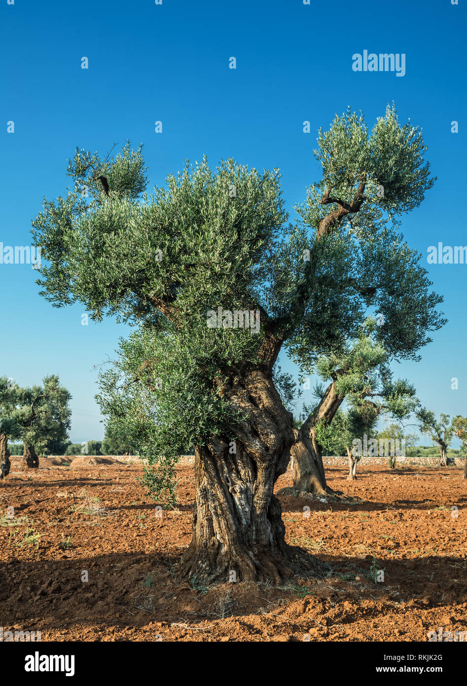Plantation olive méditerranéenne avec un vieil olivier au premier plan. Banque D'Images