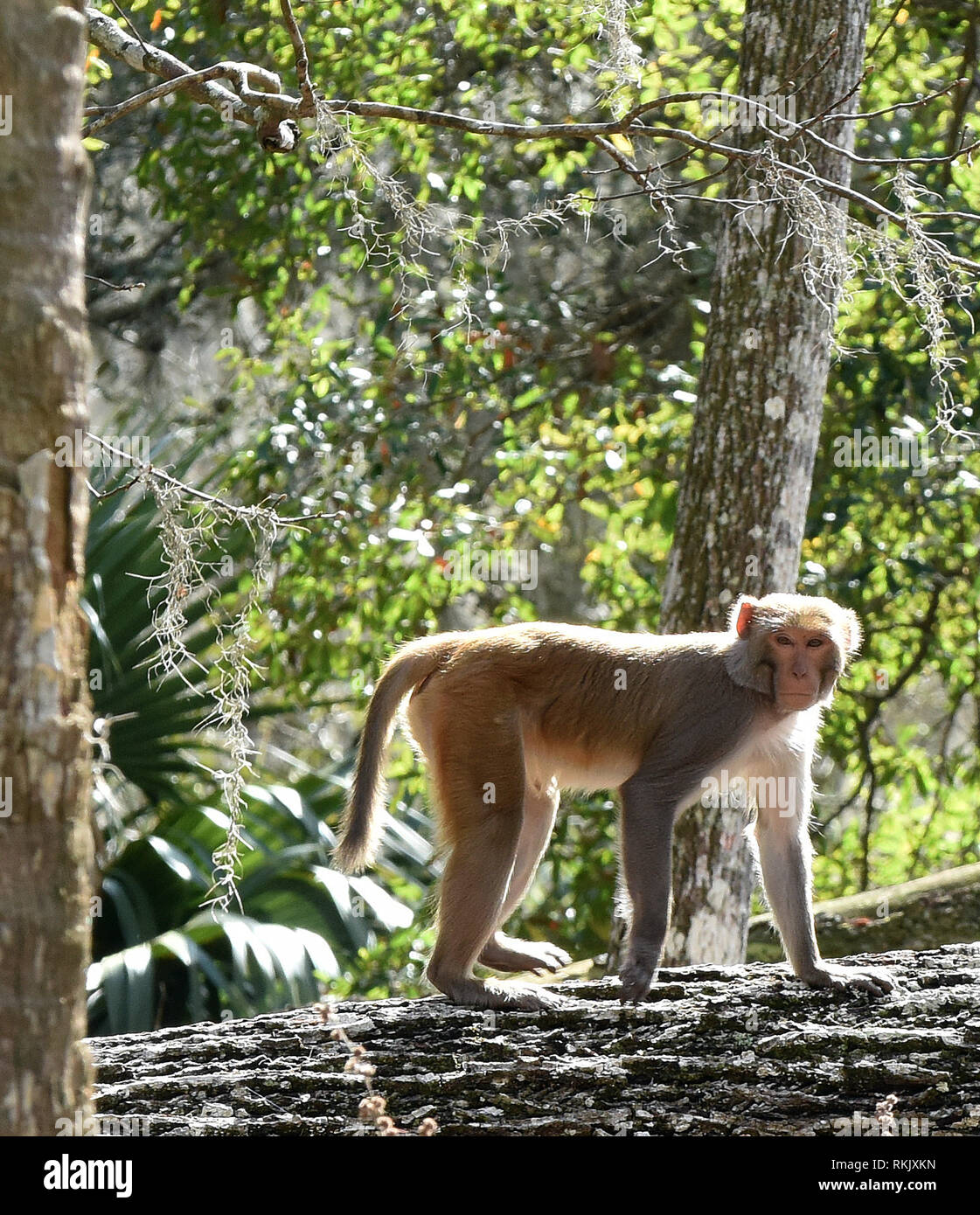 Silver Springs, Floride, USA. Feb 11 2019. Un singe macaque rhésus marche sur un arbre le long de la rivière d'argent de Silver Springs State Park le 11 février 2019 à Silver Springs, en Floride. Le parc abrite au moins 300 des primates, qui sont originaire d'Asie et sont des descendants d'un petit groupe d'animaux qui s'enfuit dans la forêt après avoir été portées à la région dans les années 1930 et 1940 comme une attraction touristique. Crédit : Paul Hennessy/Alamy Live News Banque D'Images