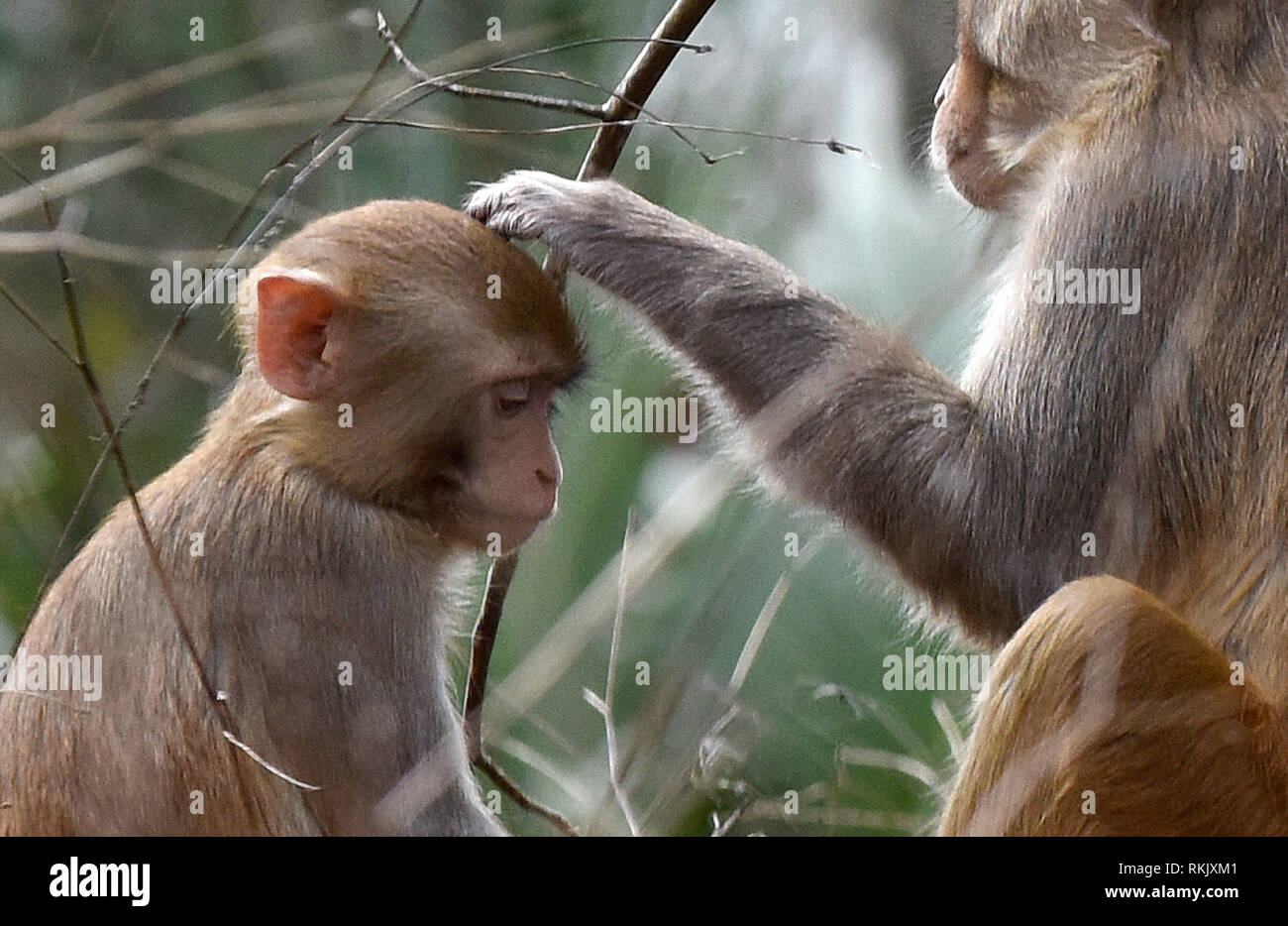 Silver Springs, Floride, USA. Feb 11 2019. Un jeune singe macaque rhésus est soigné par un adulte le long de la rivière d'argent de Silver Springs State Park le 11 février 2019 à Silver Springs, en Floride. Le parc abrite au moins 300 des primates, qui sont originaire d'Asie et sont des descendants d'un petit groupe d'animaux qui s'enfuit dans la forêt après avoir été portées à la région dans les années 1930 et 1940 comme une attraction touristique. Crédit : Paul Hennessy/Alamy Live News Banque D'Images