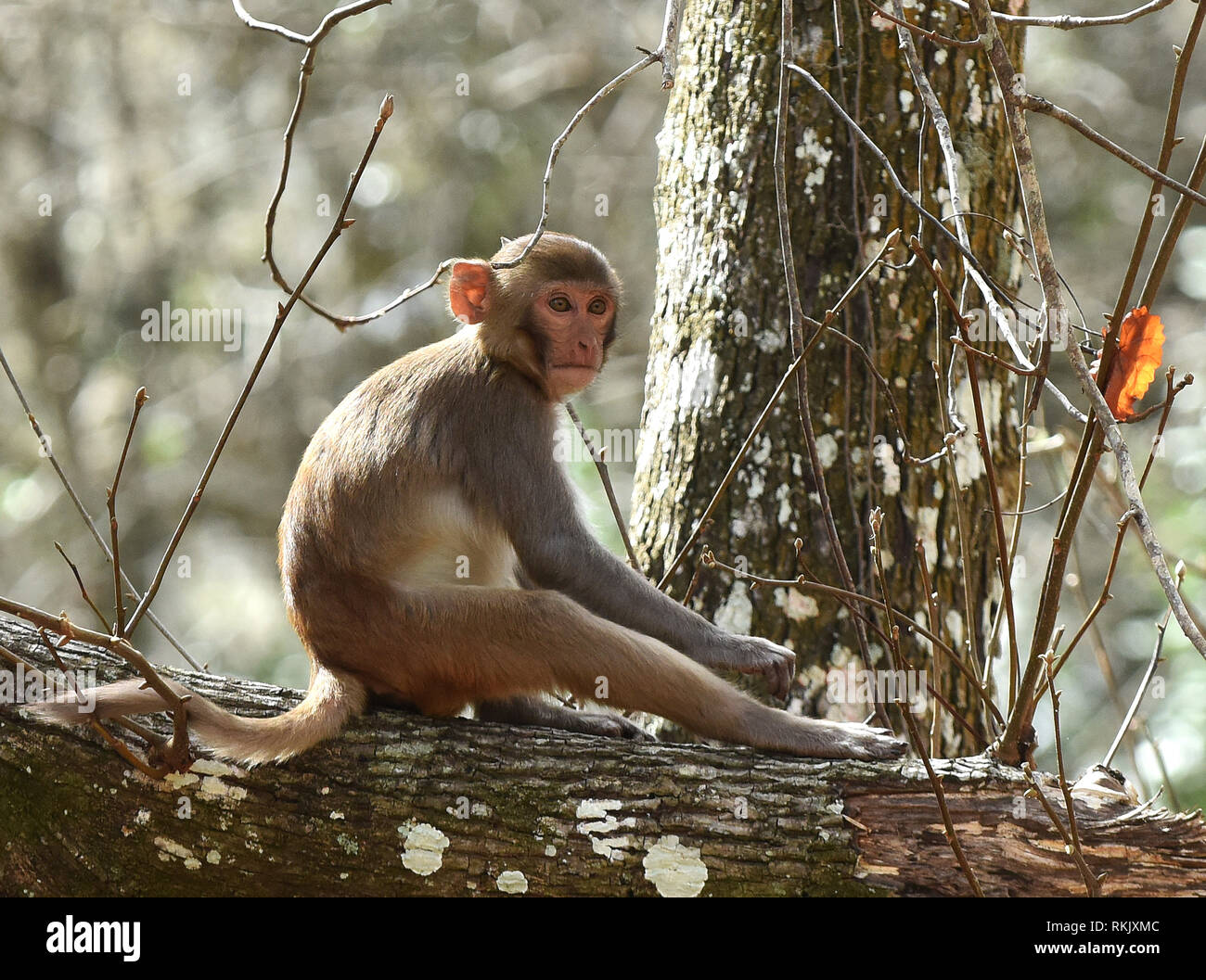 Silver Springs, Floride, USA. Feb 11 2019. Un jeune singe macaque rhésus est assis sur un arbre le long de la rivière d'argent de Silver Springs State Park le 11 février 2019 à Silver Springs, en Floride. Le parc abrite au moins 300 des primates, qui sont originaire d'Asie et sont des descendants d'un petit groupe d'animaux qui s'enfuit dans la forêt après avoir été portées à la région dans les années 1930 et 1940 comme une attraction touristique. Crédit : Paul Hennessy/Alamy Live News Banque D'Images