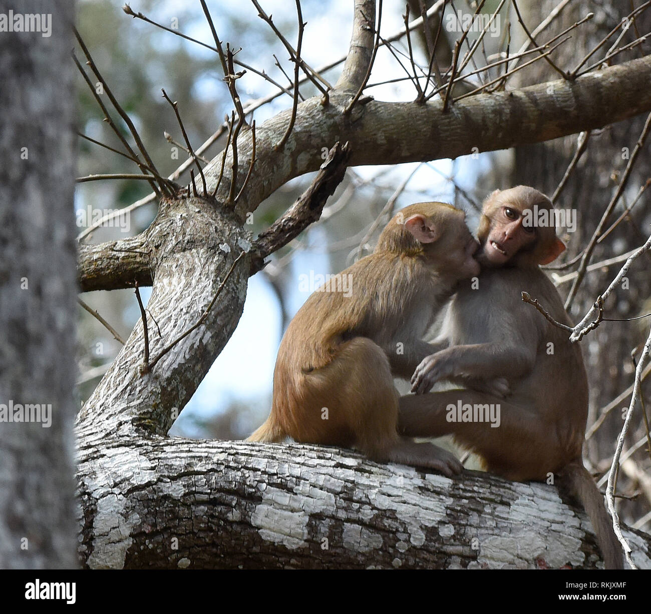 Silver Springs, Floride, USA. Feb 11 2019. Une paire de macaques rhésus interagir sur un arbre le long de la rivière d'argent de Silver Springs State Park le 11 février 2019 à Silver Springs, en Floride. Le parc abrite au moins 300 des primates, qui sont originaire d'Asie et sont des descendants d'un petit groupe d'animaux qui s'enfuit dans la forêt après avoir été portées à la région dans les années 1930 et 1940 comme une attraction touristique. Crédit : Paul Hennessy/Alamy Live News Banque D'Images
